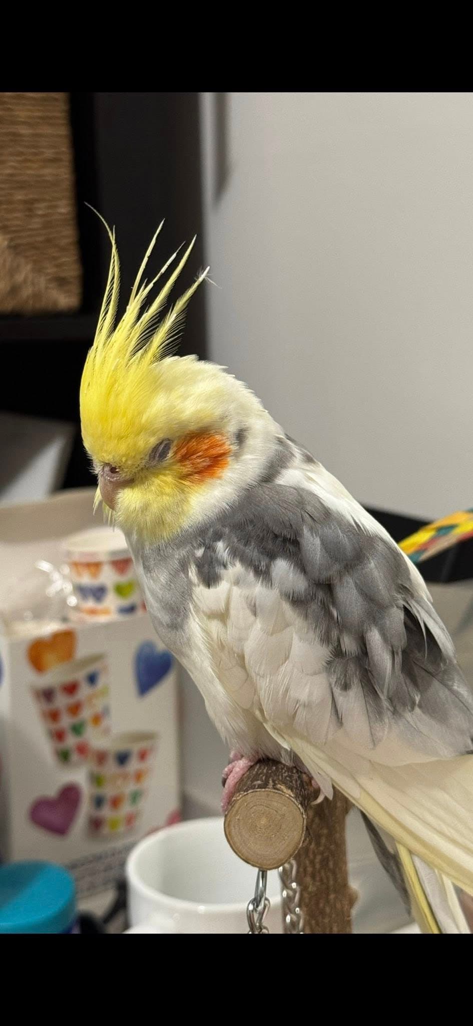 LOST Cockatiel in Toronto — Lost yellow cockatiel with red cheeks in Toronto