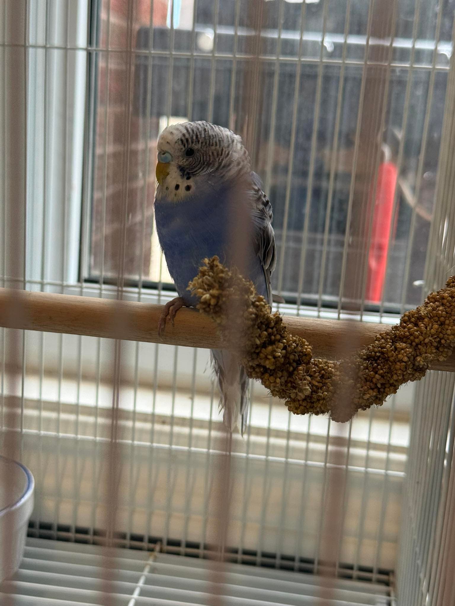 FOUND Budgie in Toronto — FOUND - BLUE BUDGIE