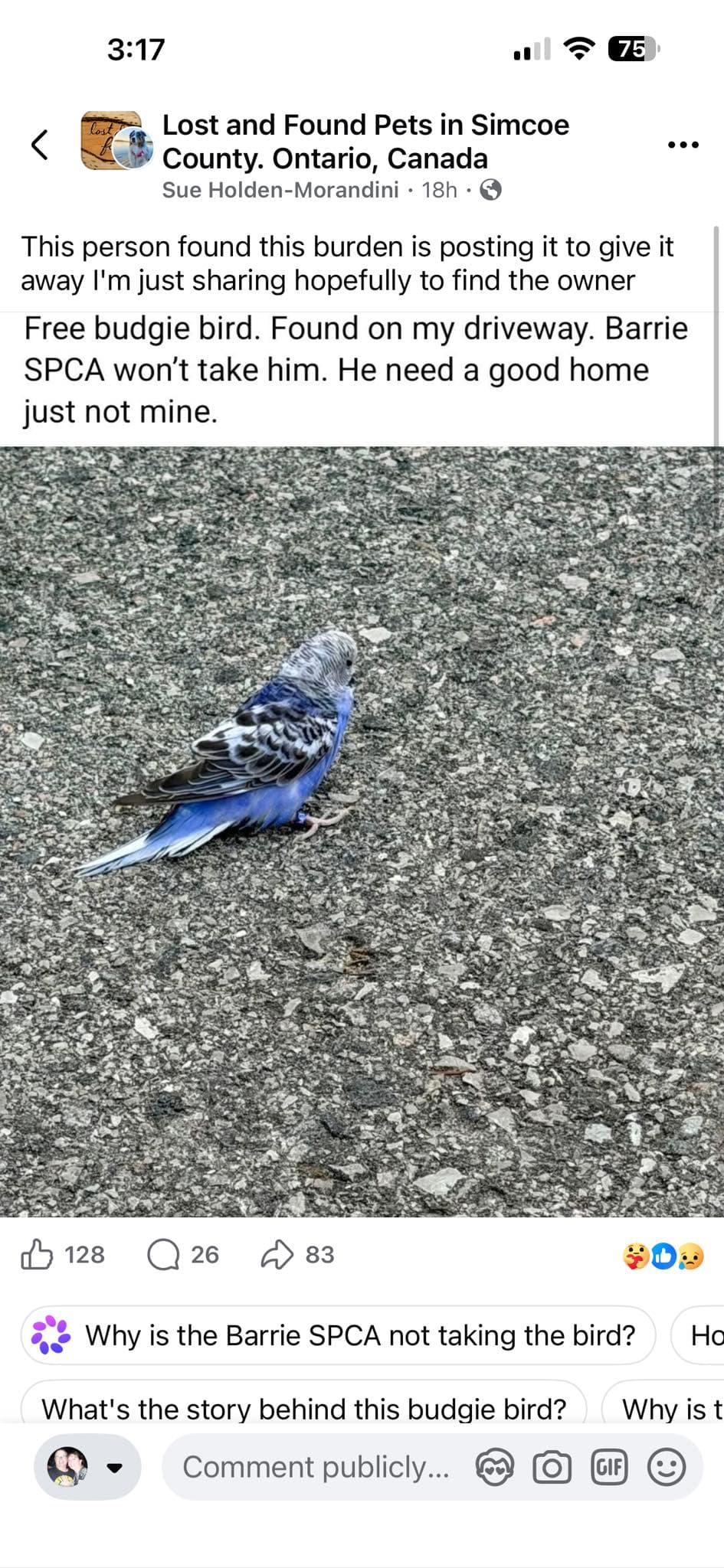 FOUND Budgie in Simcoe County, Ontario, Canada — Found - Budgie