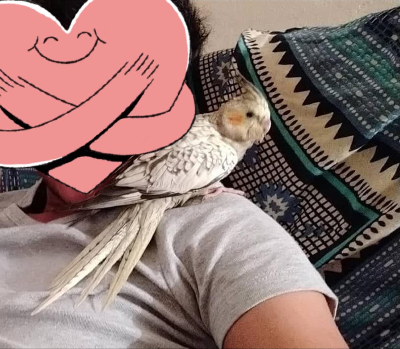 LOST Cockatiel in Toronto — Lost - Cockatiel