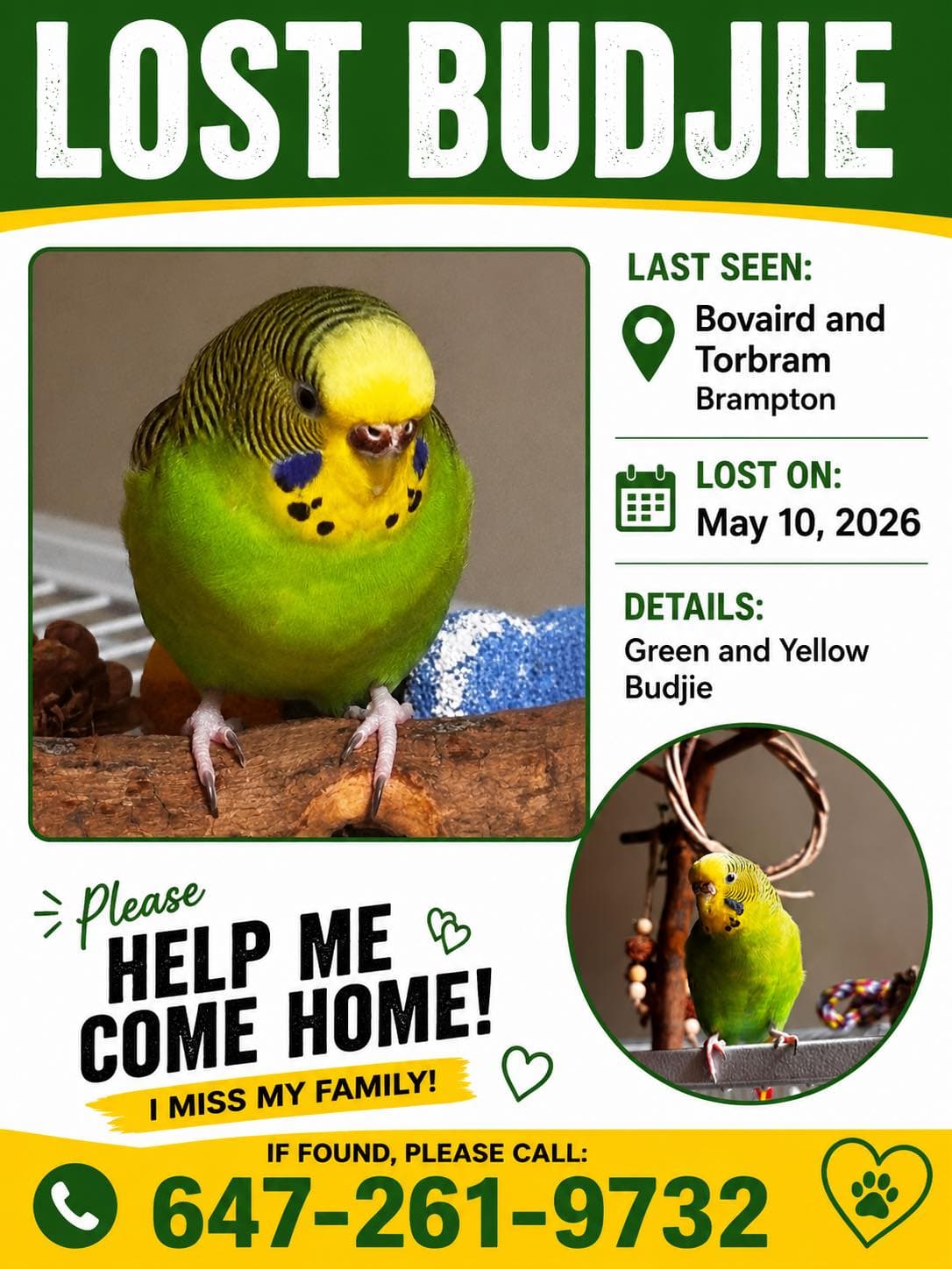 LOST Budgie in Toronto/GTA | Markham, ON — Lost green and yellow budgie named Daisy