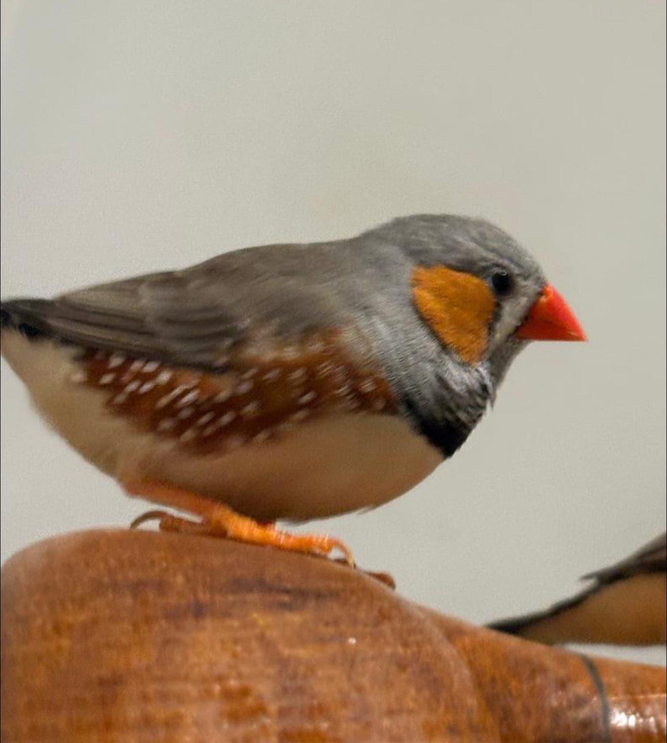 LOST Finch in Toronto — LOST - FINCH