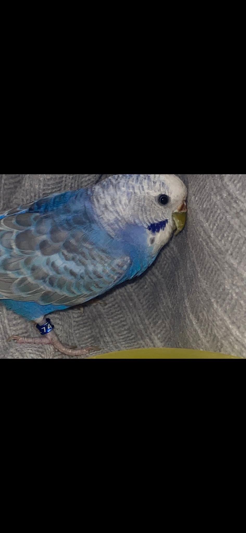 FOUND Budgie in Toronto — FOUND - BUDGIE