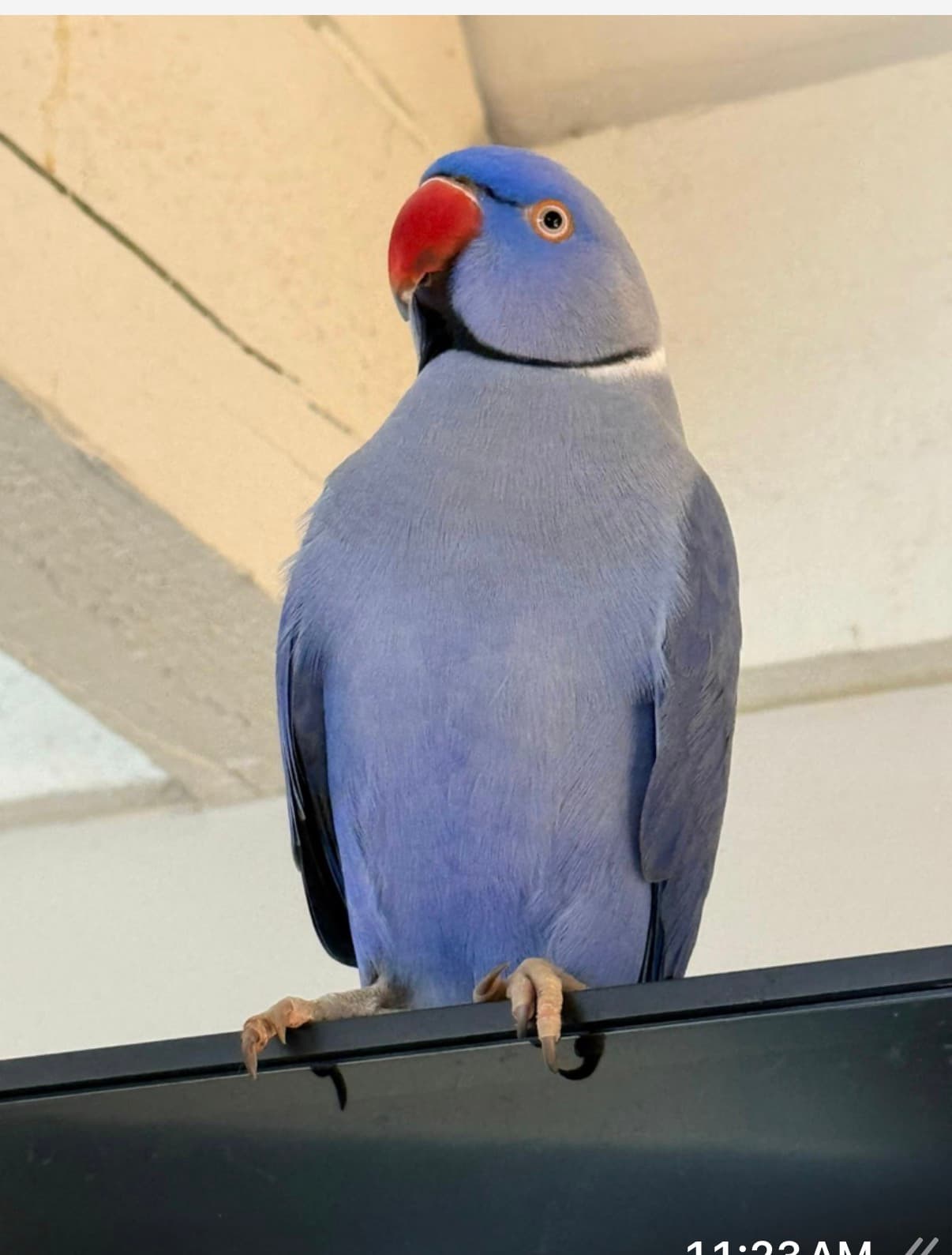 LOST Indian Ringneck in Ontario — LOST INDIAN RINGNECK
