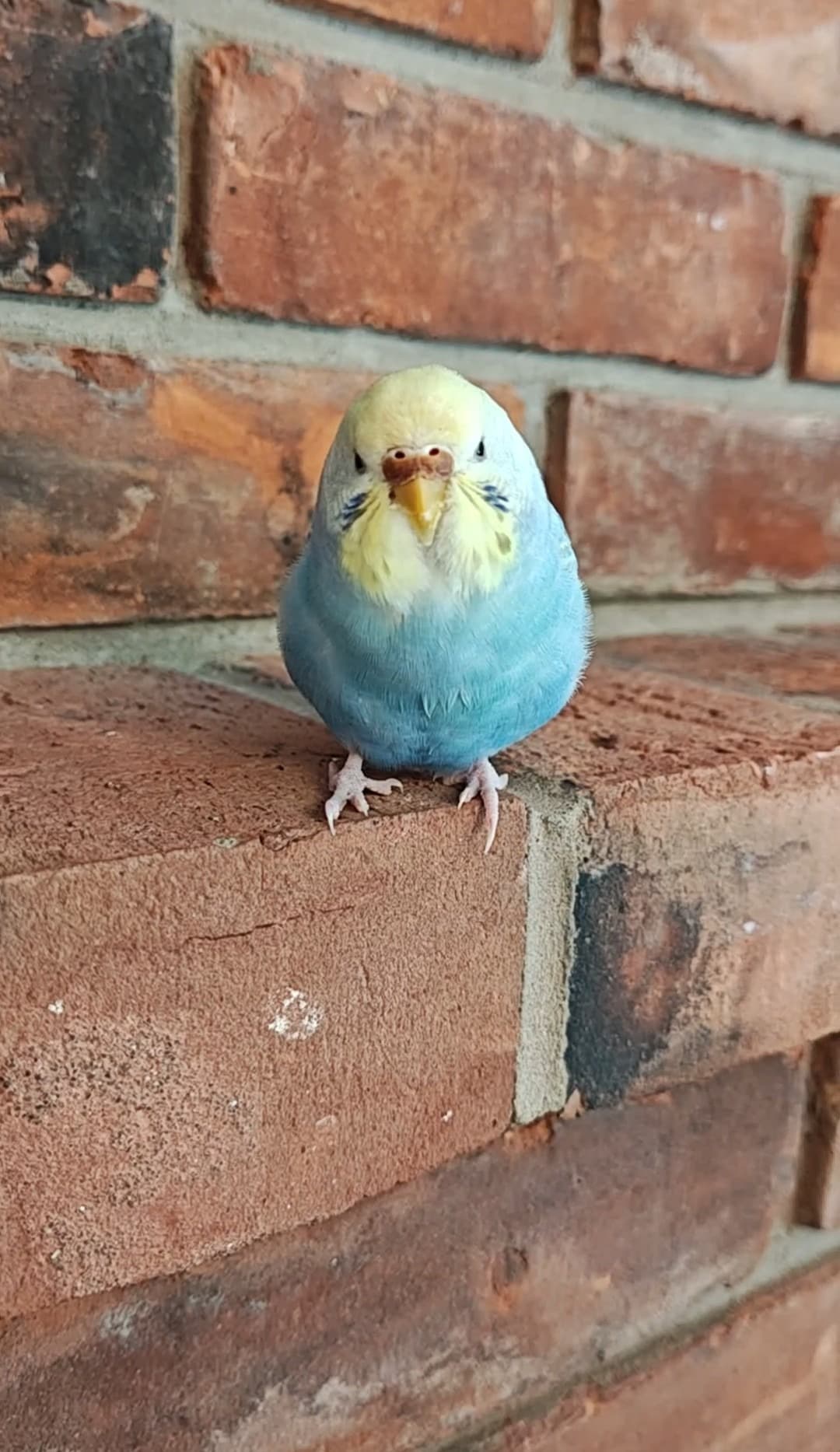 LOST Budgie in Ontario, Canada — Lost Budgie 😢💔