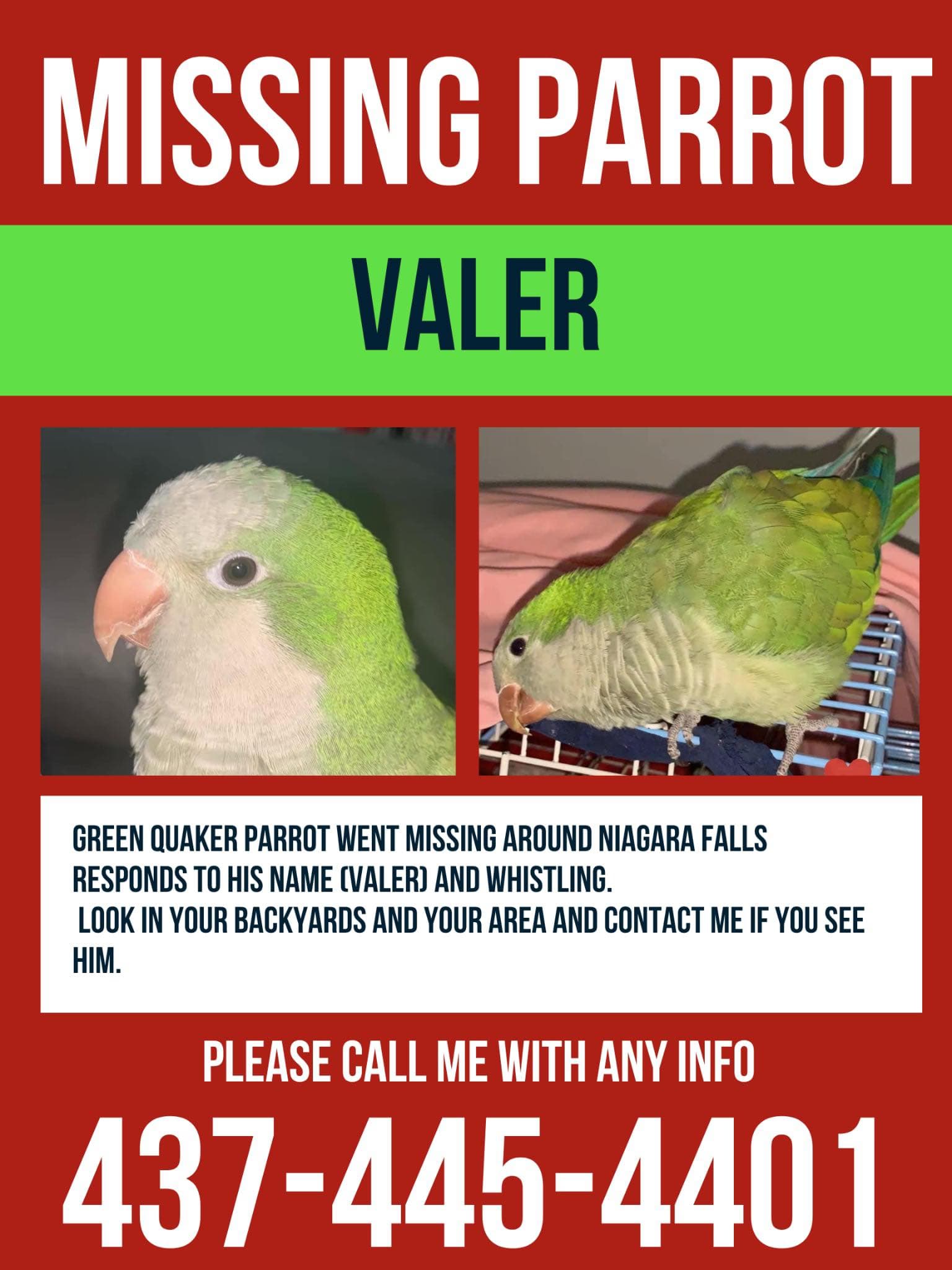 LOST Quaker Parrot in Ontario, Canada — Lost Parrot