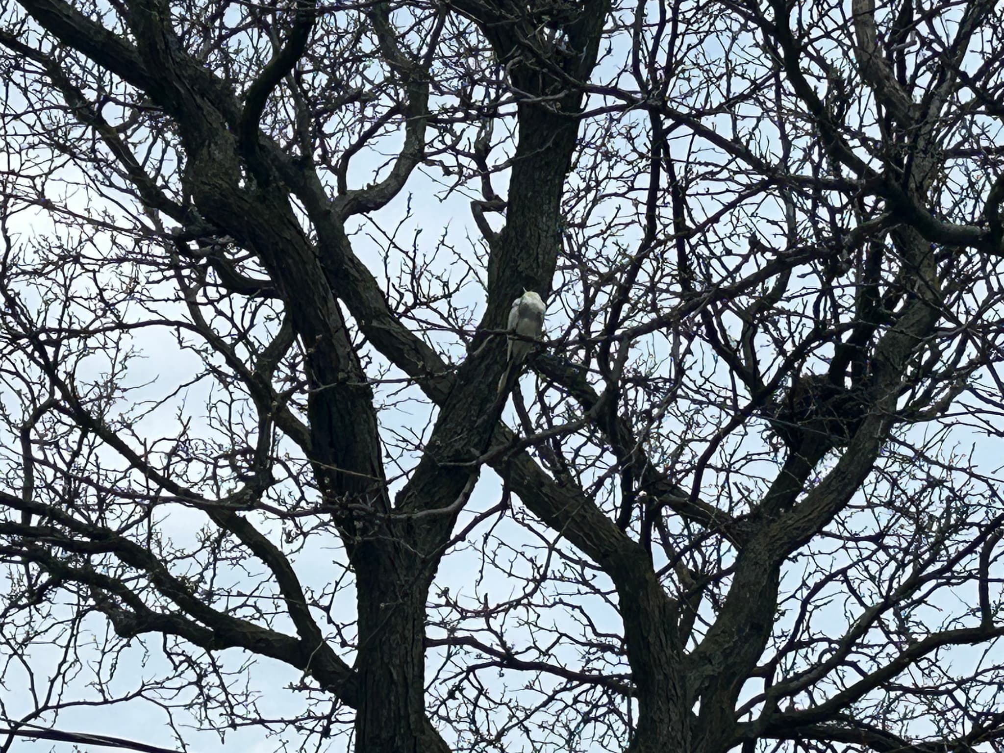 FOUND Cockatiel in Etobicoke — Found grey and yellow and white near burnhamthorpe and west mall