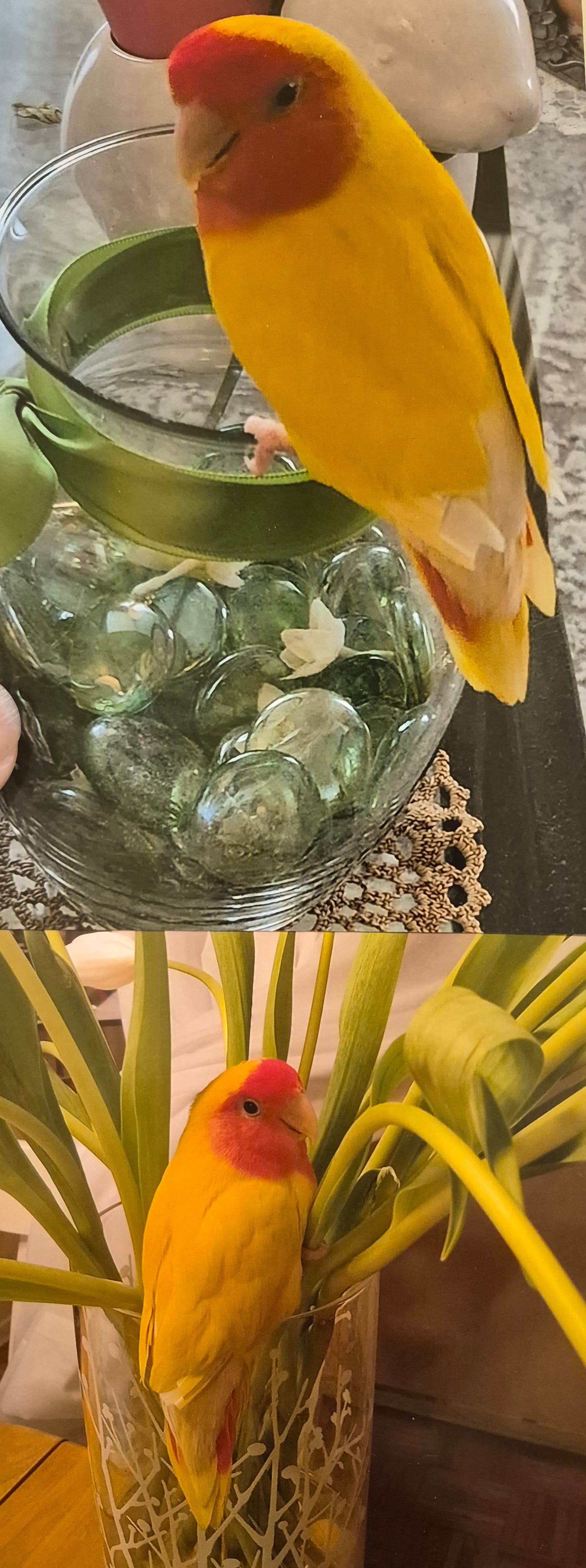 LOST Lovebird in Scarborough Southwest — Lost near Victoria Park Station in Scarborough