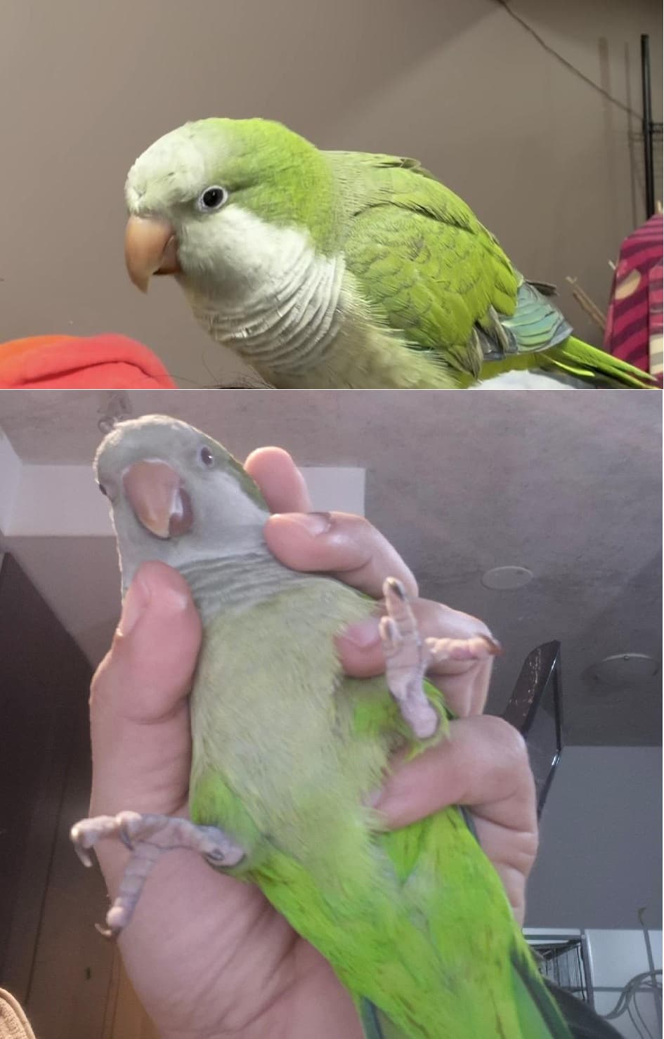 LOST Quaker Parrot in Toronto, ON — Lost Green Quaker Parrot near King St W and Spadina Ave