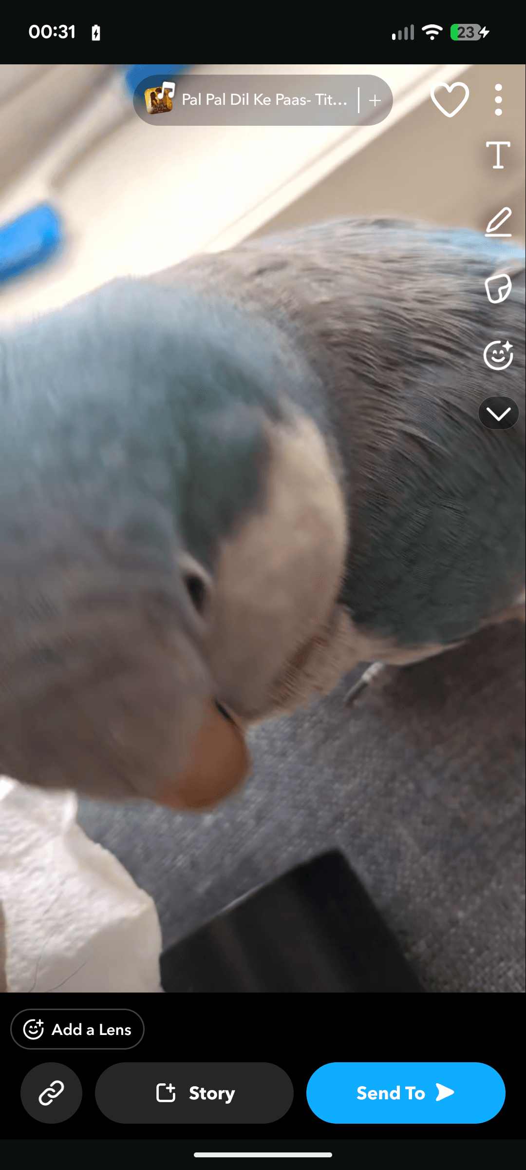 LOST Quaker Parrot in 350 Queens Quay West M5V3A7 — Lost blue Quaker bird at 350 Queens Quay West M5V3A7