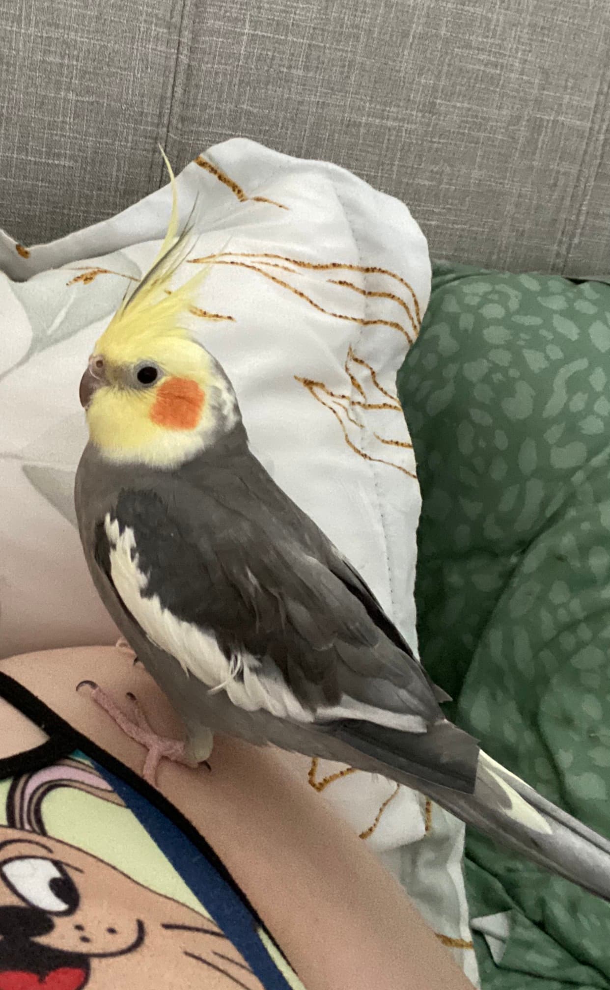 LOST Cockatiel in garden Ave North Vancouver — Lost grey cockatiel , Yelow head around Garden Ave North Vancouver