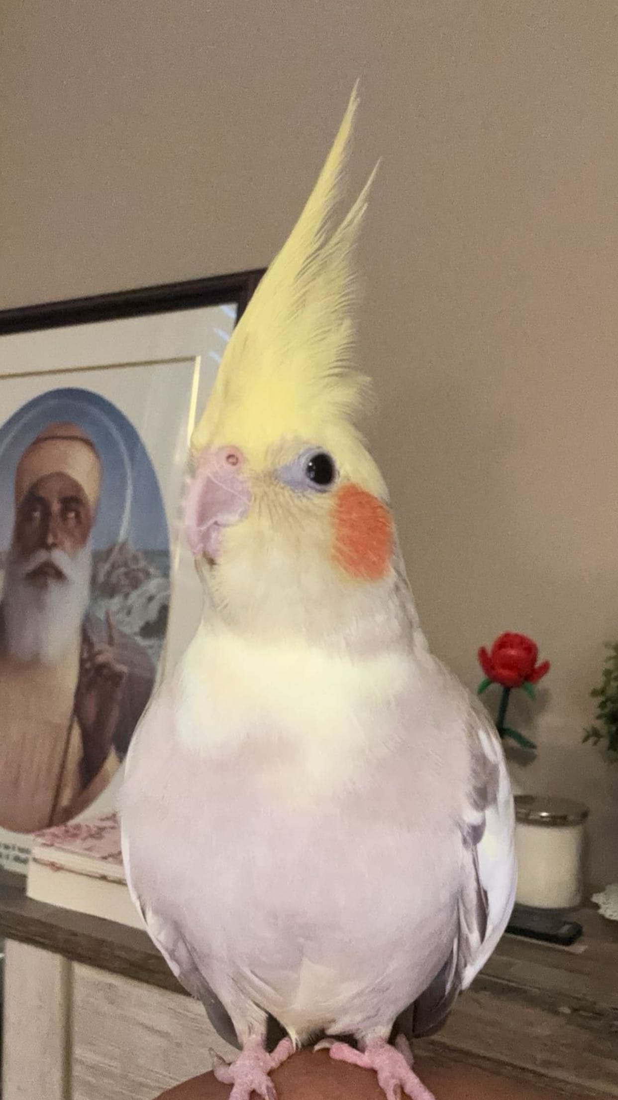 LOST Cockatiel in Brampton — Lost near Gore and Gardenbrooke area