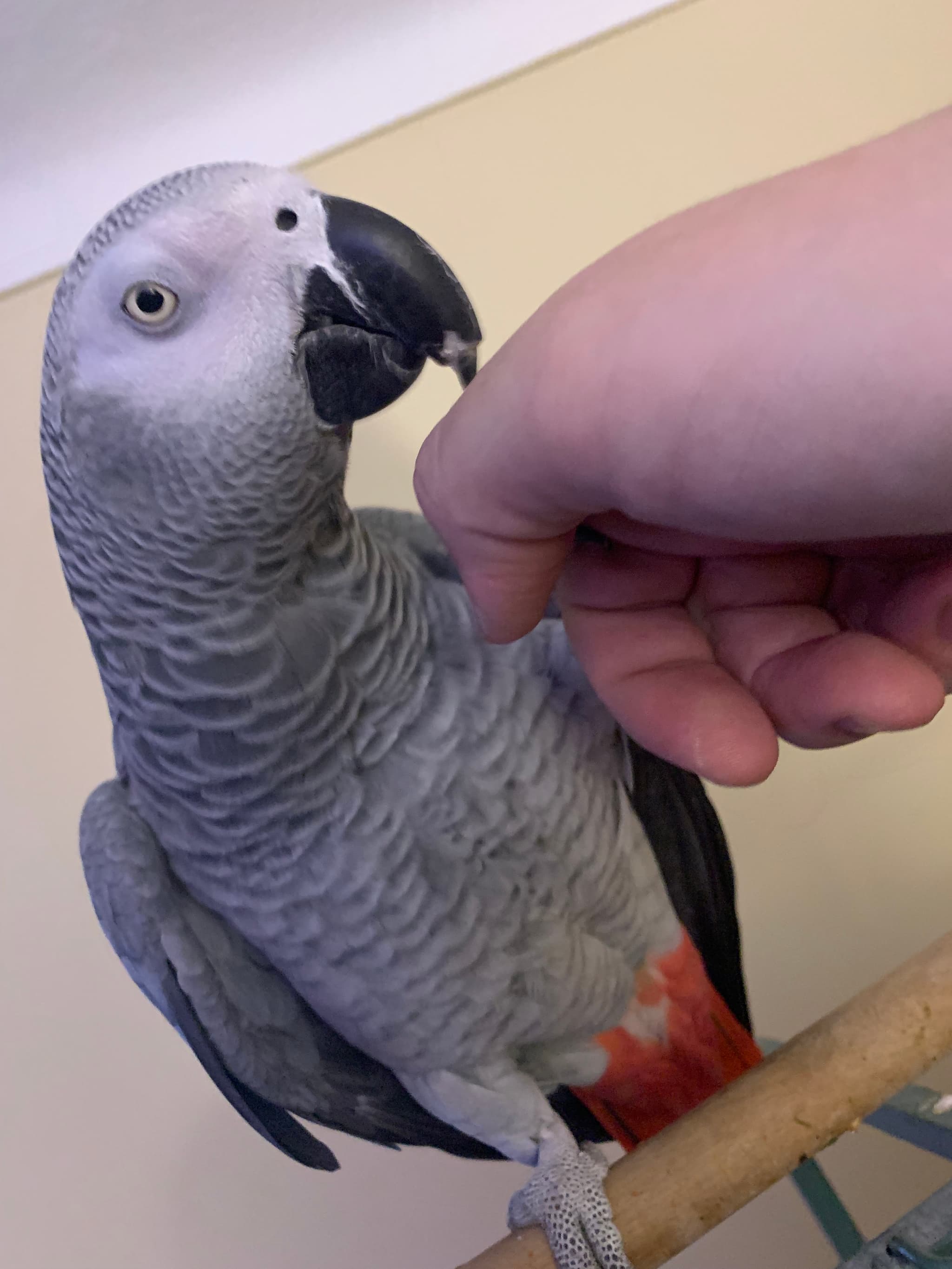 LOST African Grey in Niagara Falls, ON — Lost African Grey in Niagara Falls