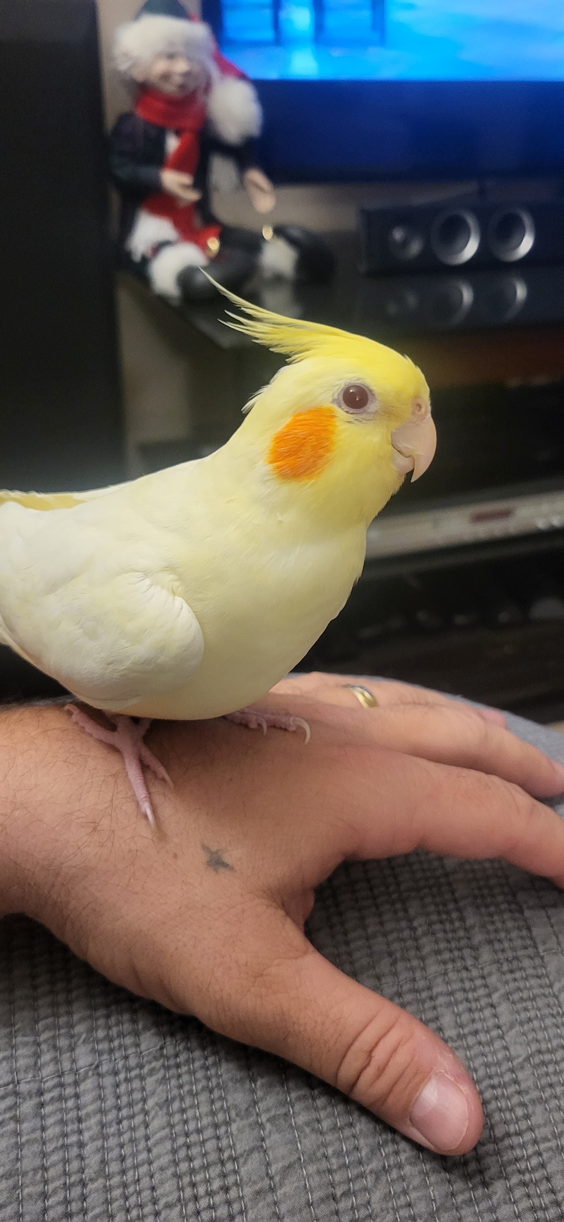 LOST Cockatiel in Ajax — Lost cockatiel