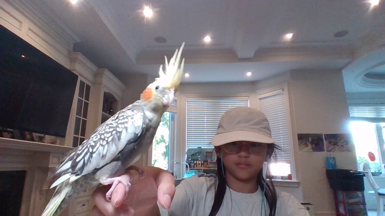 LOST Cockatiel in east willowdale Toronto ontario canada — Lost pearl cockatiel near finch and bayview