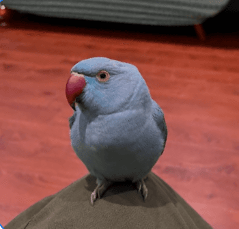 LOST Indian Ringneck in Scarborough, Toronto — LOST BLUE INDIAN RINGNECK PARAKEET
