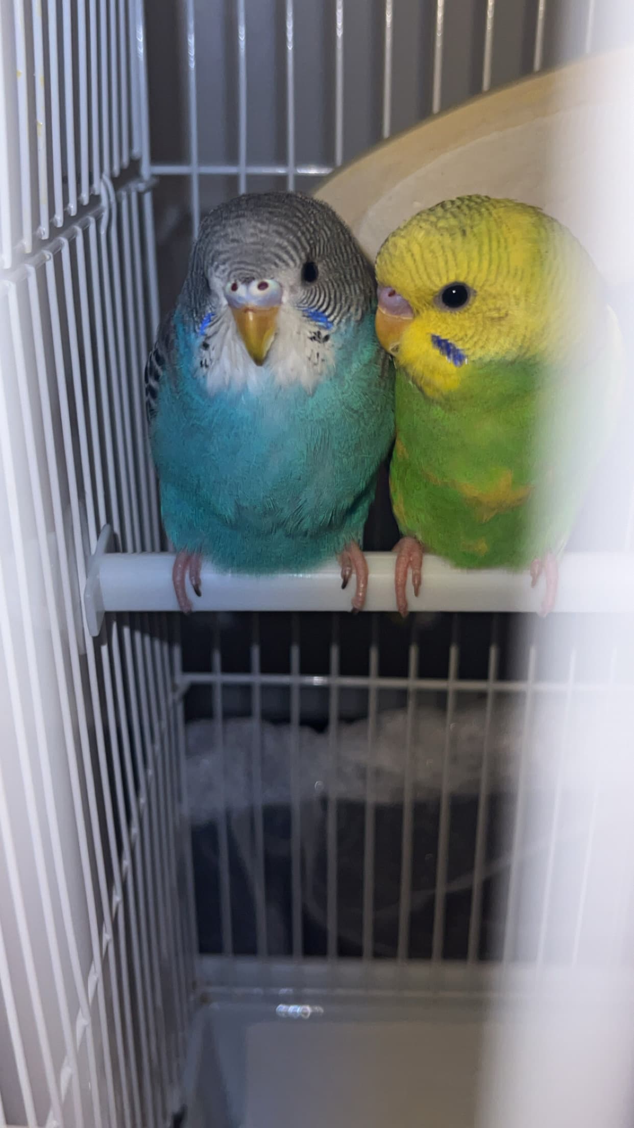 LOST Other in Newmarket ontario — Lost yellow mix green budgie near 212 Davis dr Newmarket Ontario