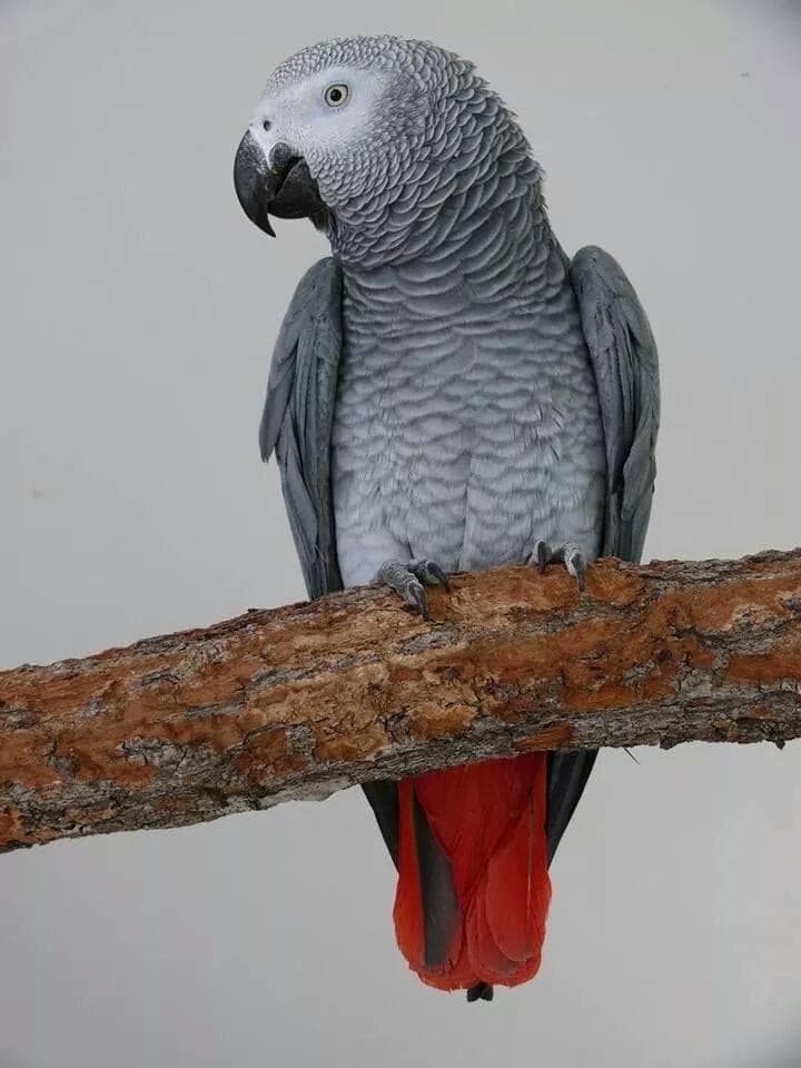 LOST African Grey in Scarborough, ON — LOST African Grey Parrot near Morningside and Ellsemere