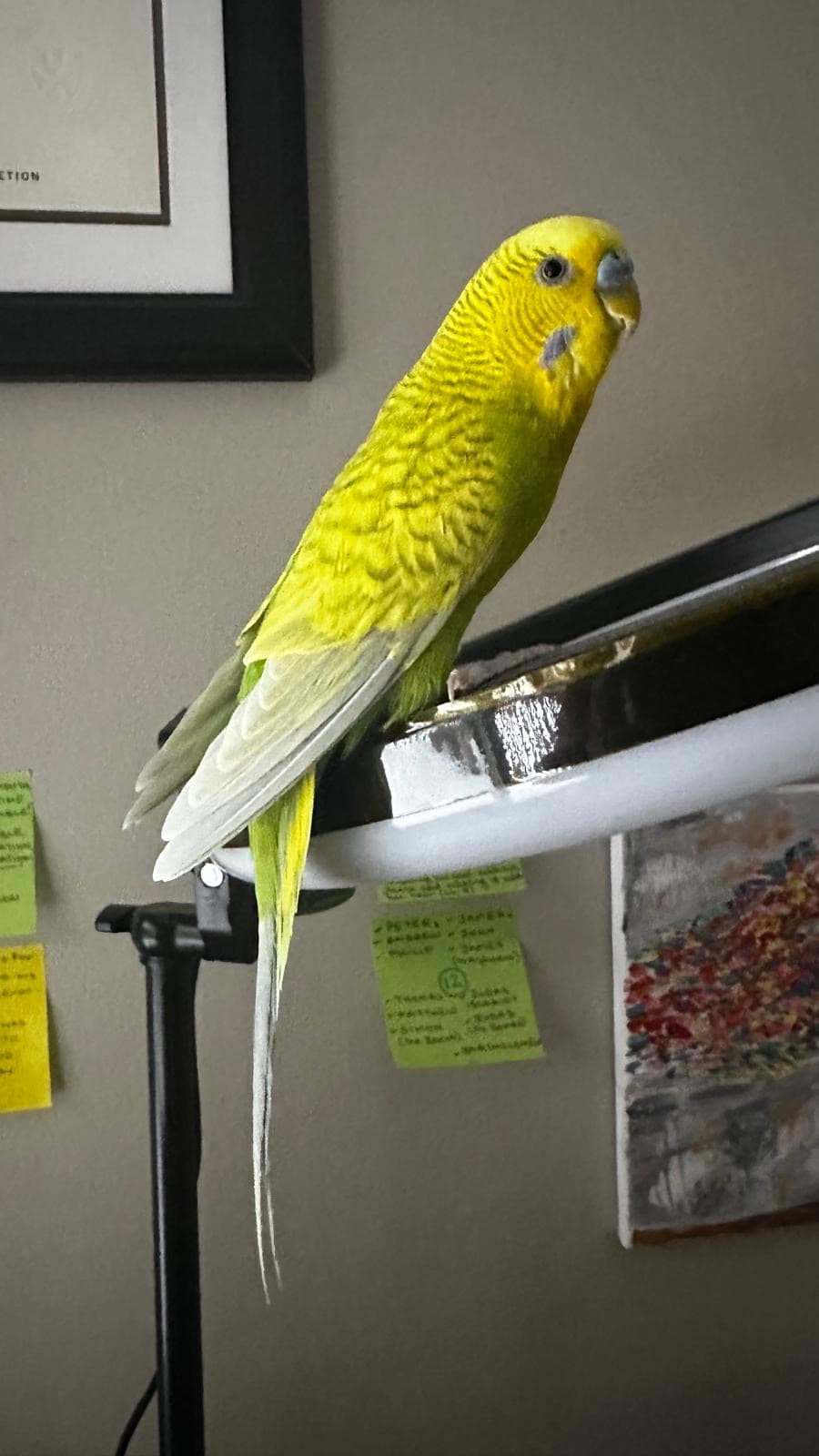 LOST Budgie in North York — Lost yellow budgie Sheppard & Yonge