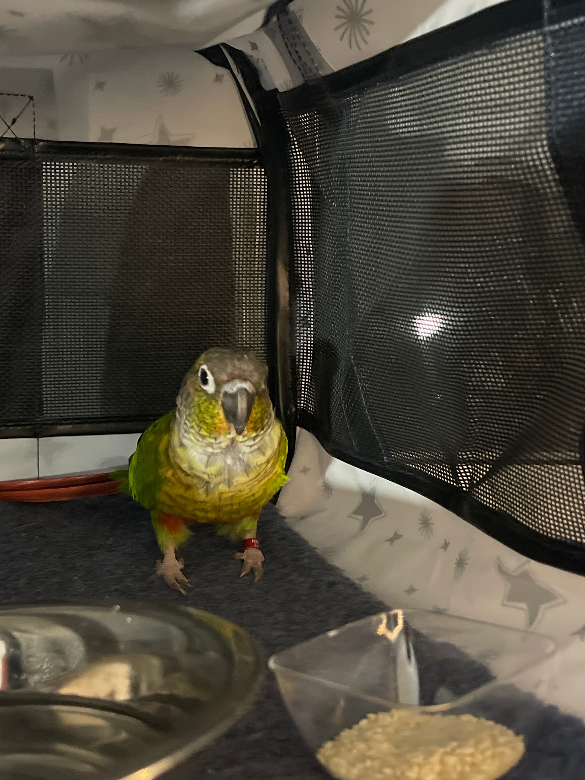FOUND Other in North york — I found a green small parrot at Yatescastle Drive
