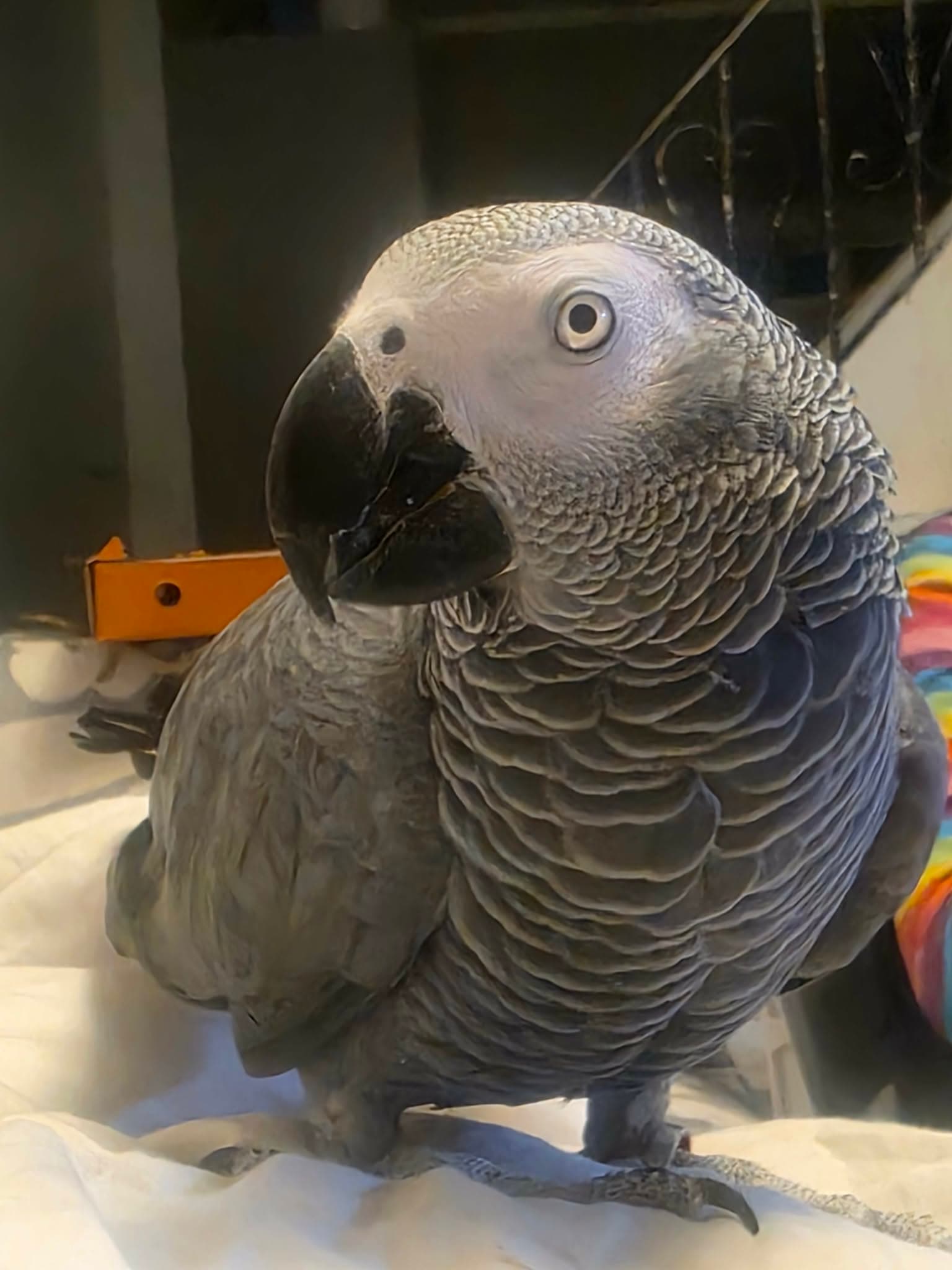 REUNITED African Grey in Hamilton, Weir Street North — Lost near Weir st north and roxborough