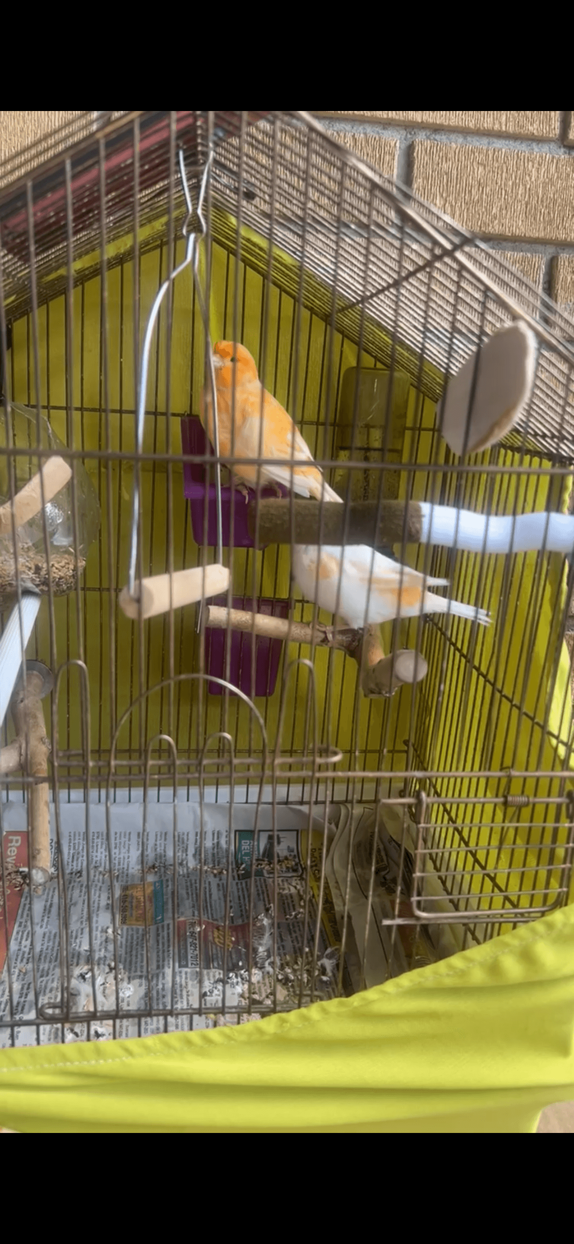 LOST Canary in Finch and Milvan, North York ā šØ LOST CANARIES ā REWARD šØ ABRAHAM (Male ā Orange) SARAH (Female ā White with Orange Patches)