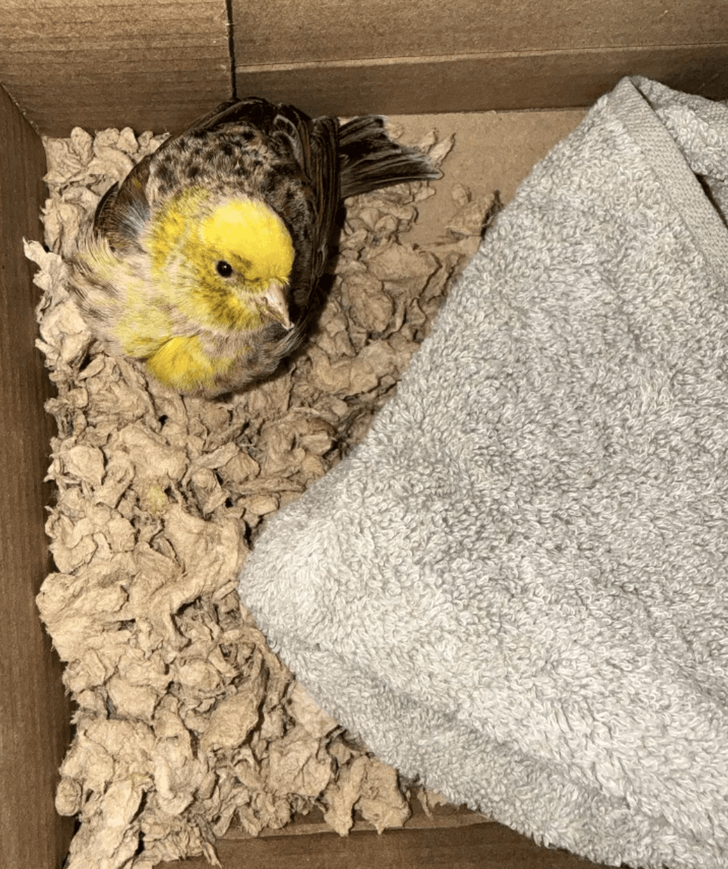 FOUND Canary in Etobicoke — Found bird in Etobicoke July 4th