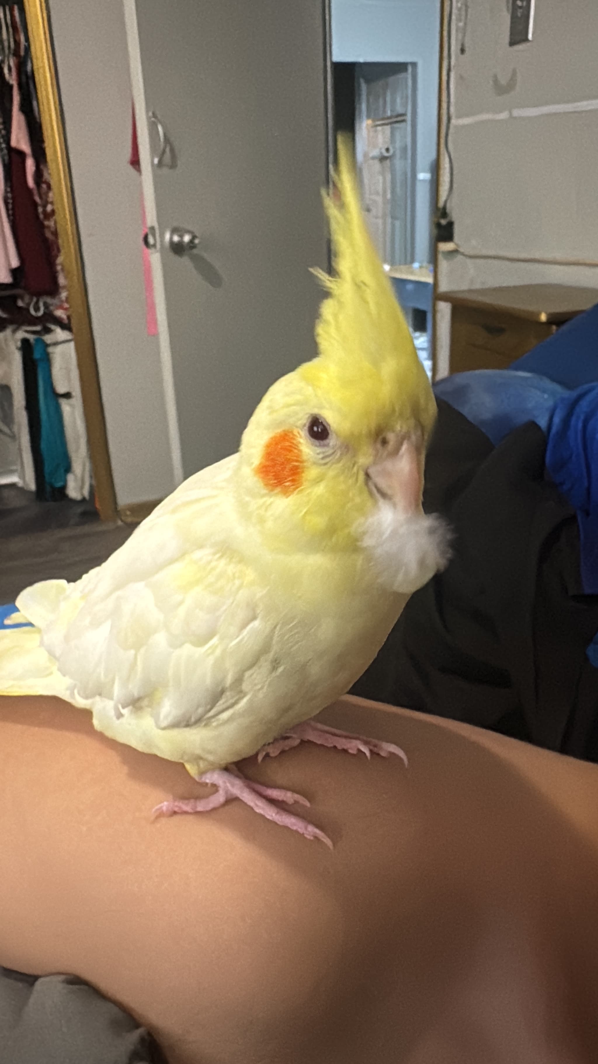 LOST Cockatiel in Scarborough bluffers park — Last yellow cockateel at the bluffers Park in Scarborough