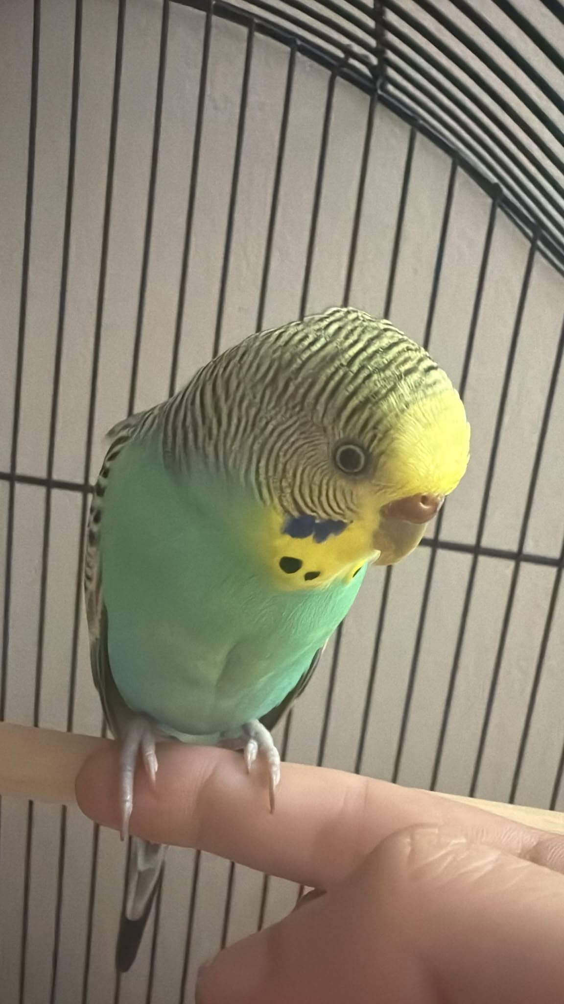 LOST Budgie in Ajax, ON — Lost Green Budgie at Harwood & Kingston