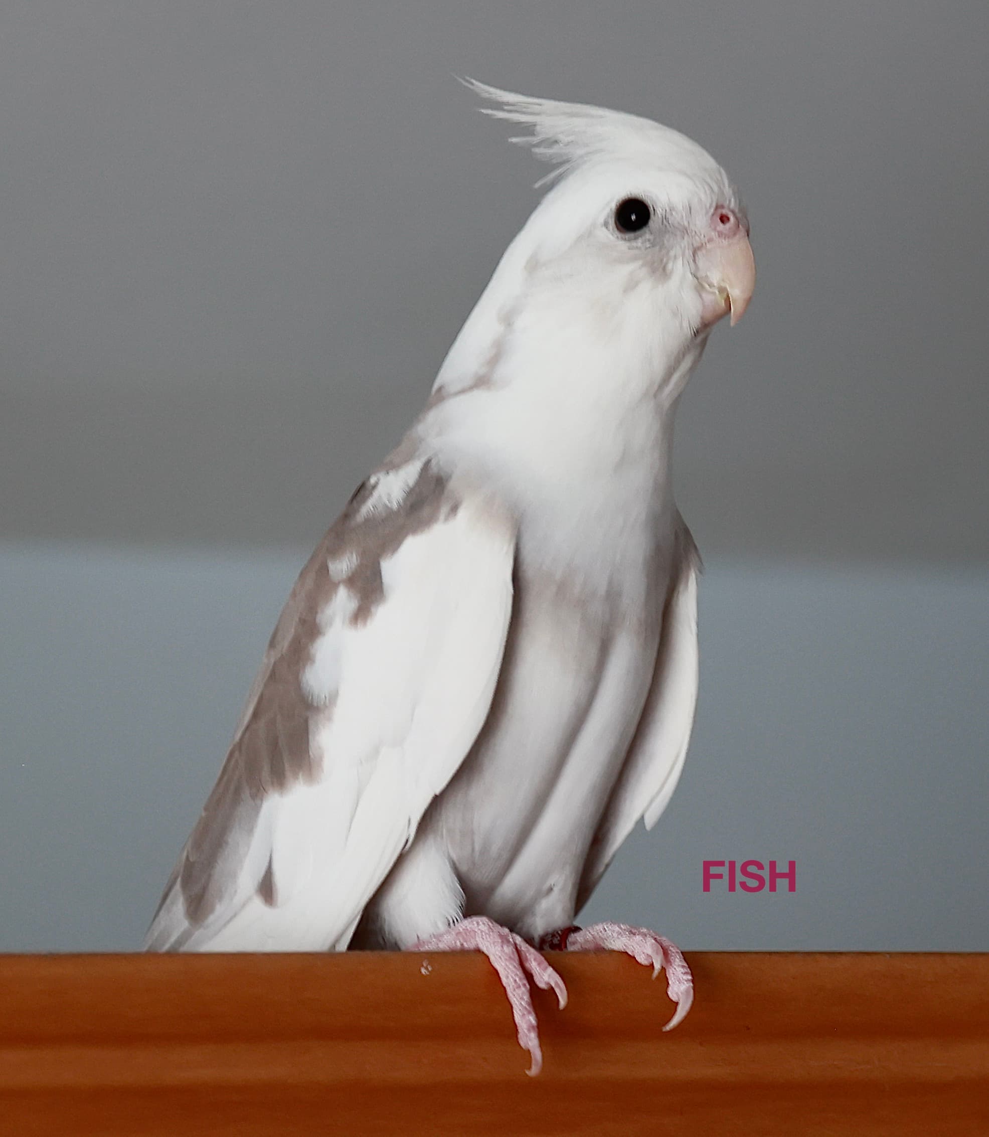 REUNITED Cockatiel in Hastings, Ontario — Lost white cockatiel, Bay St. & Argyle, in Hastings, Ontario.