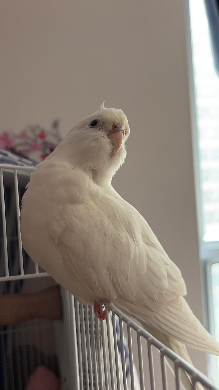 LOST Cockatiel in Mount Pleasant Rd. & Eglinton E., toronto, ON — LOST WHITE COCKATIEL – TORONTO (Mount Pleasant & Eglinton)