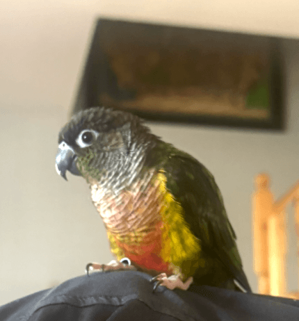 REUNITED Conure in North York, Toronto — Lost Green Cheek Conure near Sheppard Ave E & Don Mills Rd
