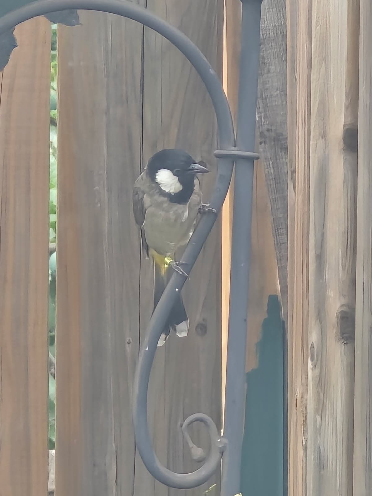 FOUND Other in Stoney creek — White eared bul bul