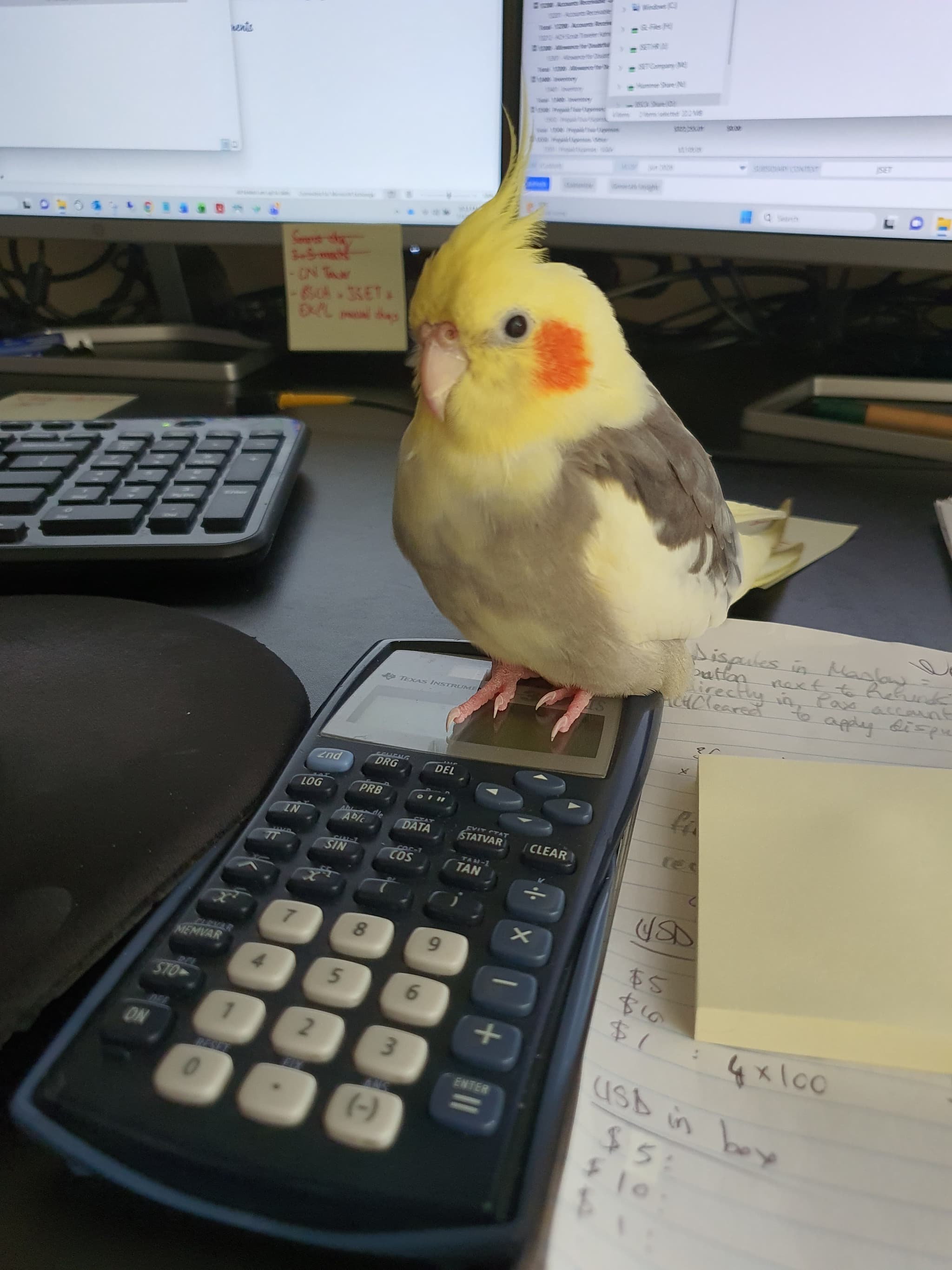 LOST Cockatiel in Etobicoke, Toronto, ON — Lost yellow cockatiel in Etobicoke, Toronto