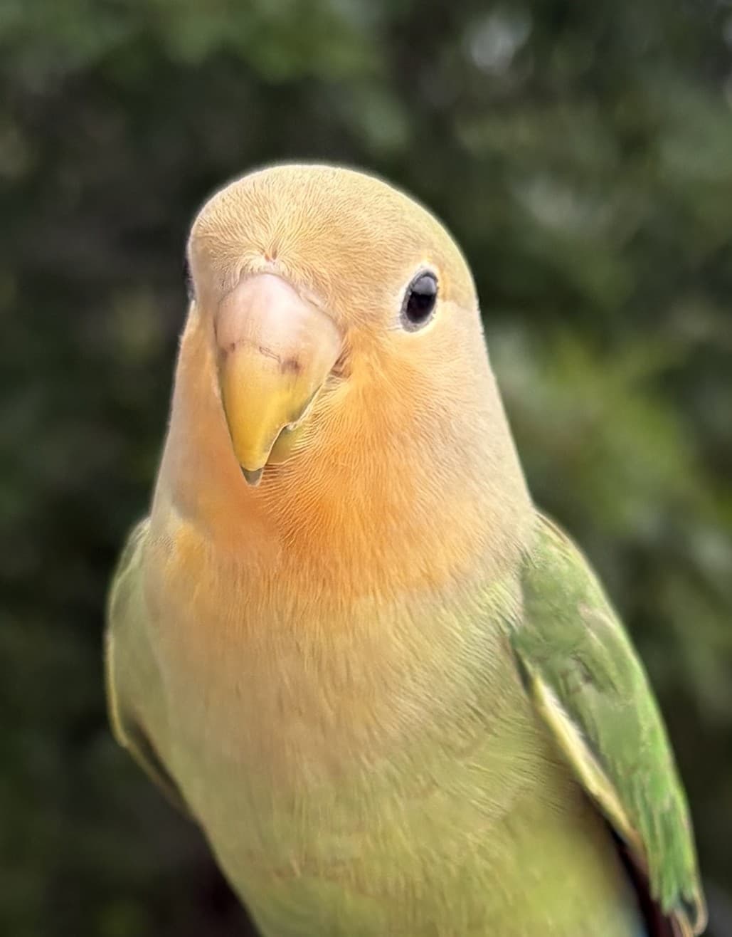 REUNITED Lovebird in Odessa Ontario — Found Love Bird