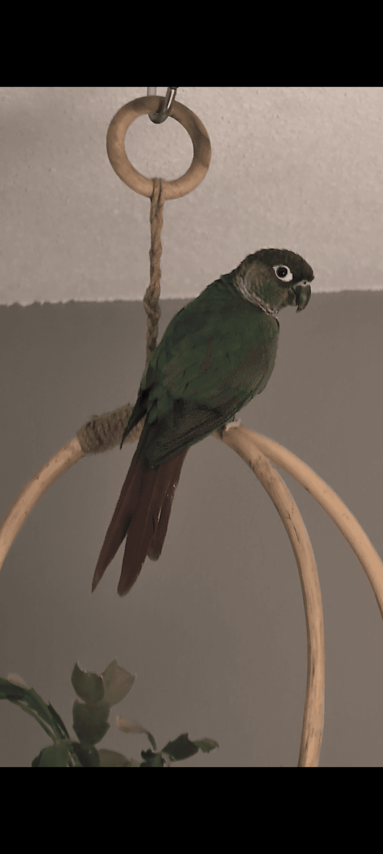 FOUND Conure in Howard Street, Toronto — CONURE FOUND NEAR HOWARD STREET