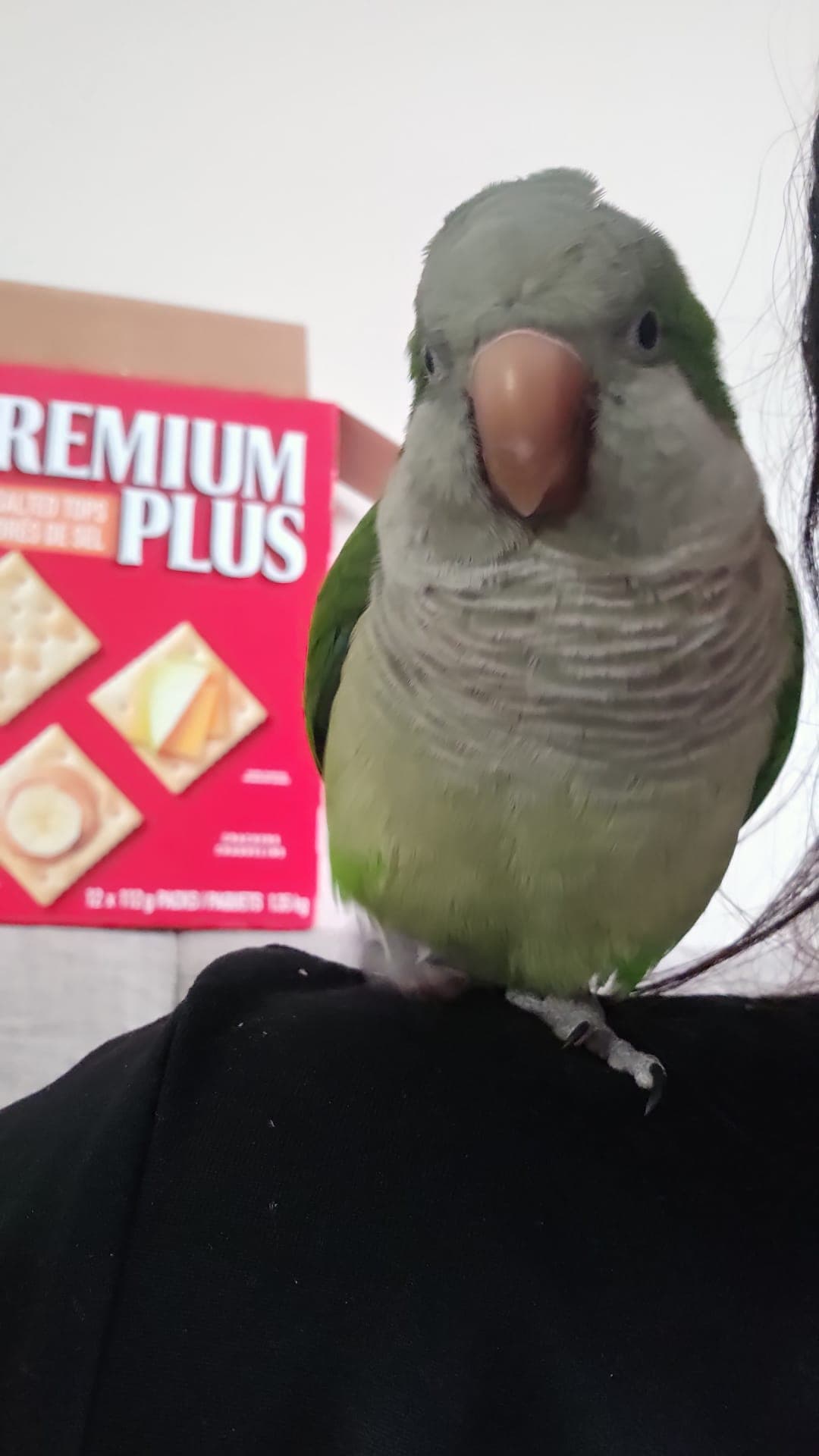 LOST Quaker Parrot in Francine Crescent Ontario — I lost my Green Quaker Parrot near Francine Crescent Ontario.