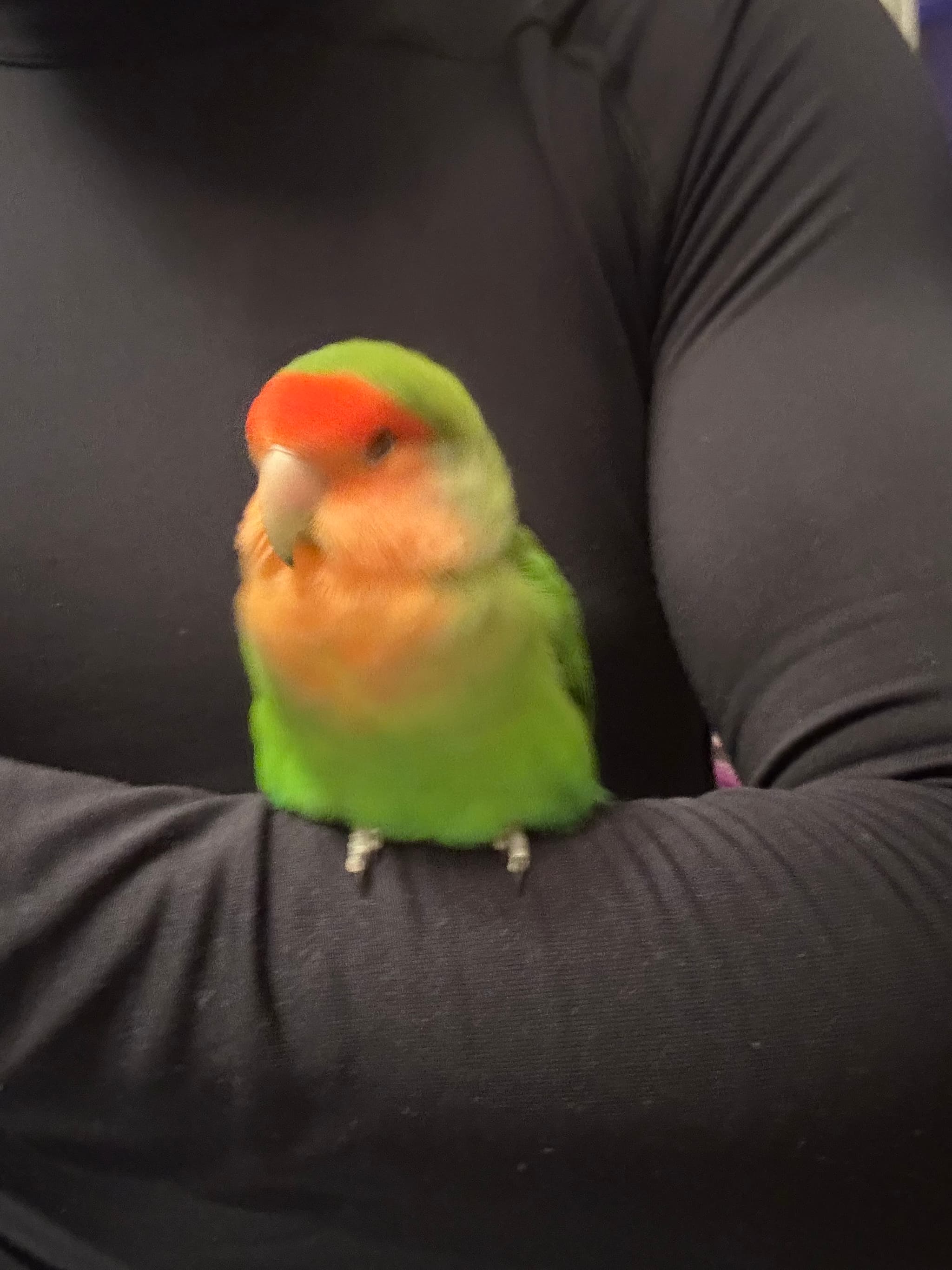 REUNITED Lovebird in North York — Lost Lovebird near Jane and Weston