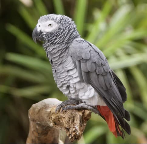 LOST African Grey in Innisfil — Innsifil, Alcona