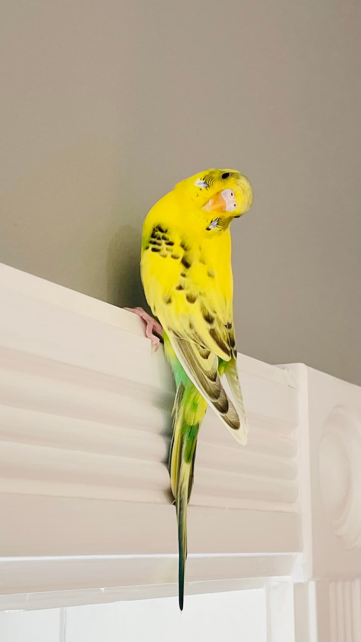 LOST Budgie in Toronto, Ontario — Lost Yellow Budgie near Keele and Humberside