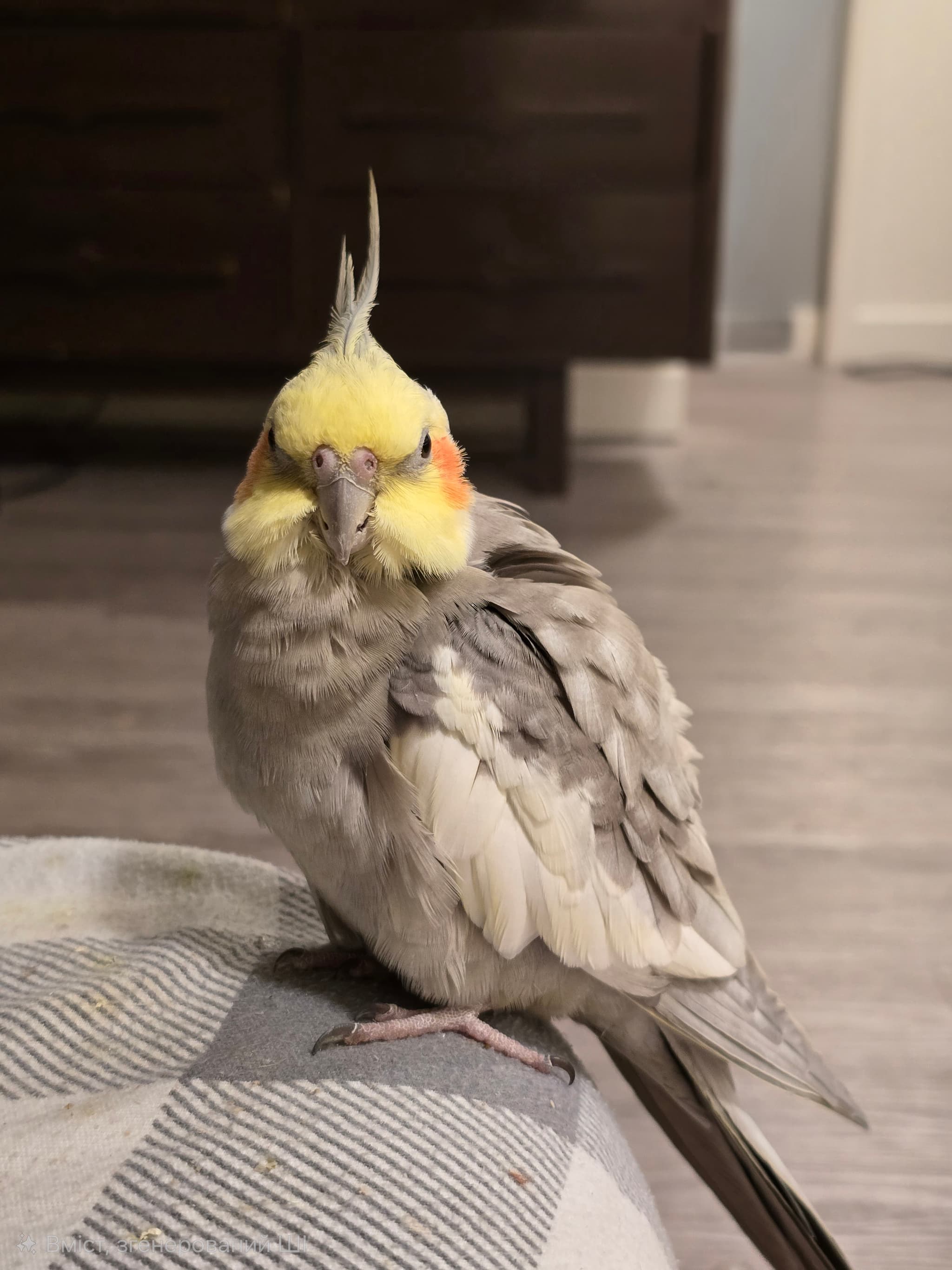 LOST Cockatiel in Alberta city Airdrie 500 Tower Ln Dr SW — A grey cockatiel with a yellow head has disappeared.