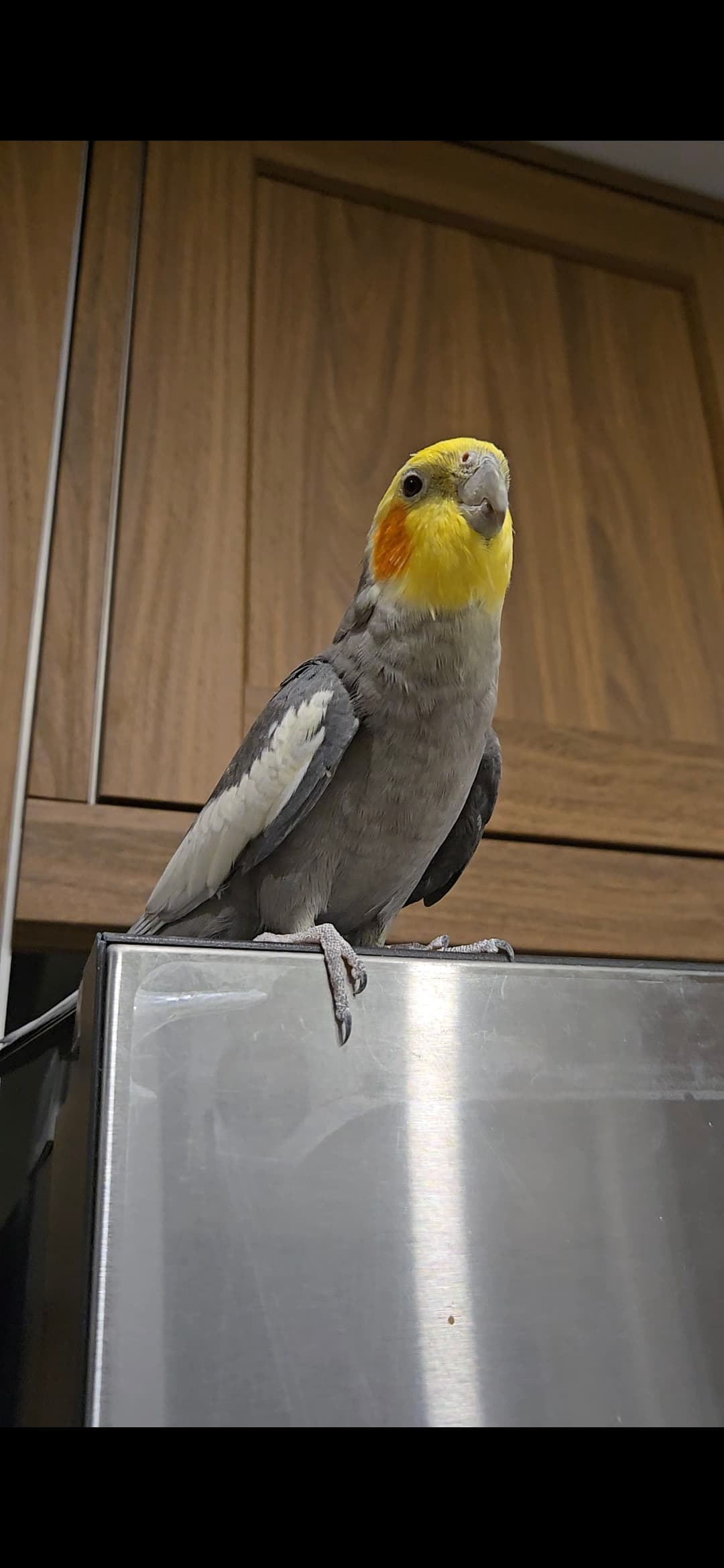 REUNITED Cockatiel in 14 Ingleside Drive North York M3K1V1 — I lost My cocktail bird Coco Gray-Yellow