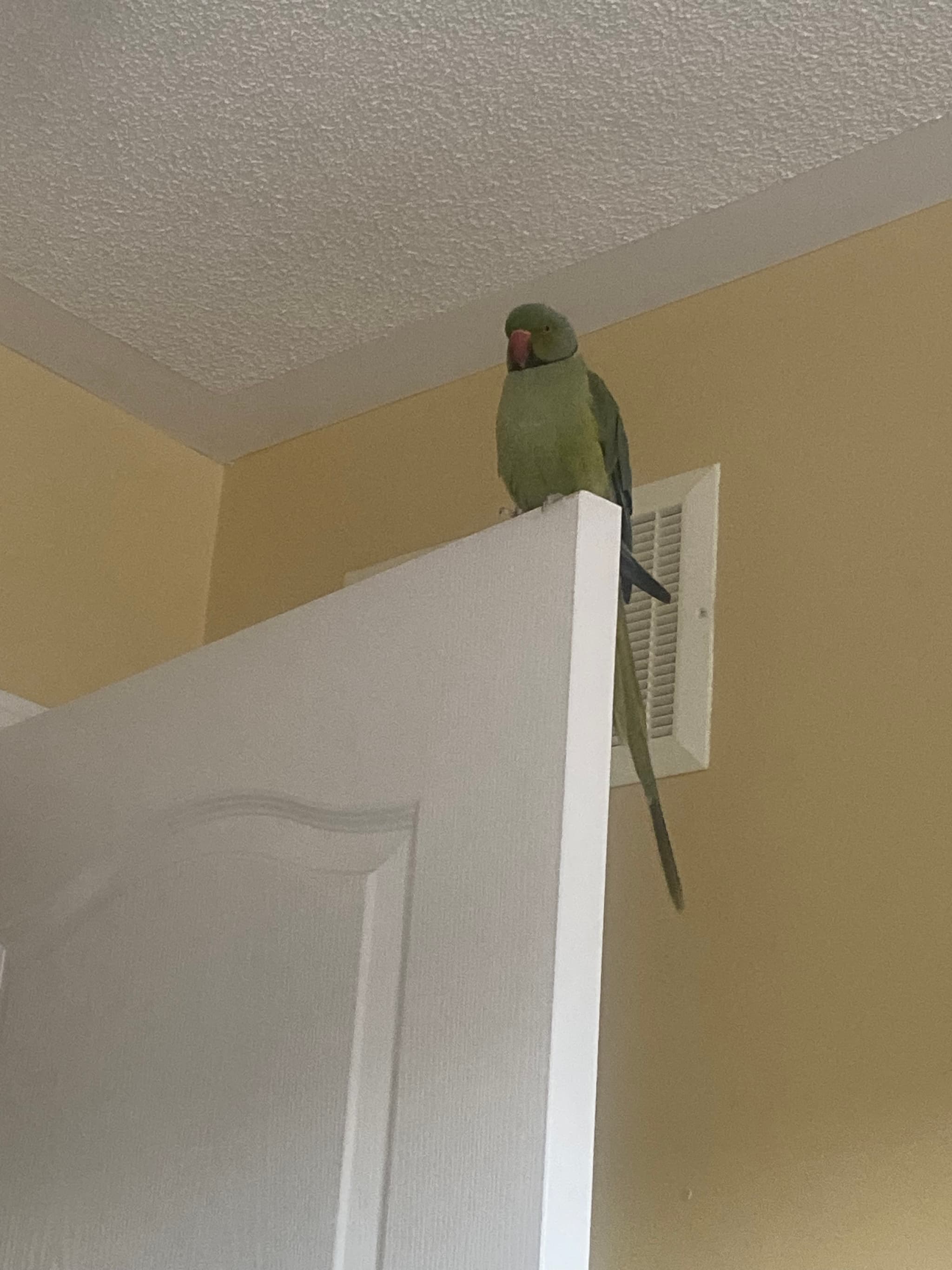REUNITED Indian Ringneck in Oshawa, ON — Lost Indian Ringneck in Oshawa, ON