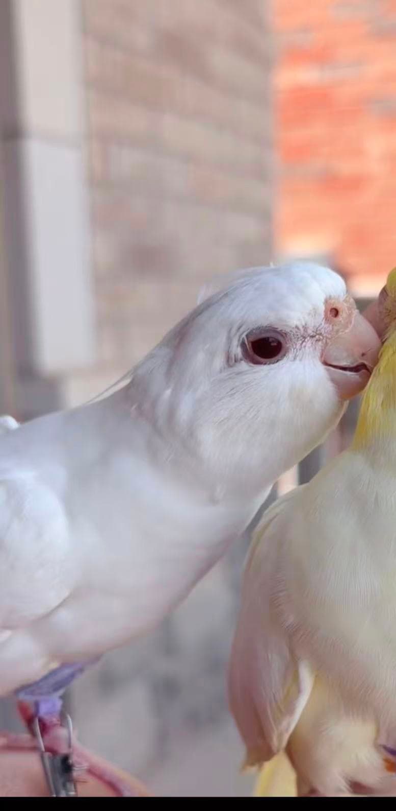 LOST Cockatiel in Dundas and 8th line — Lost white cockitel near Dundas and 8th line oakville ontario