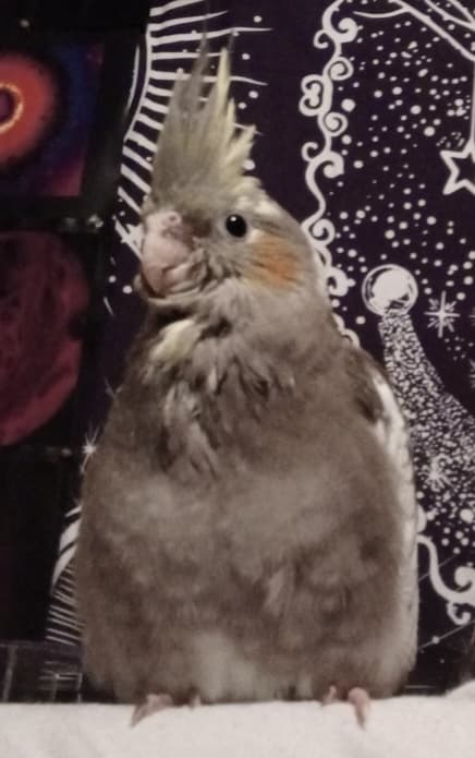 LOST Cockatiel in Sutton West, Ontario — Lost Cockatiel Sutton Ontario