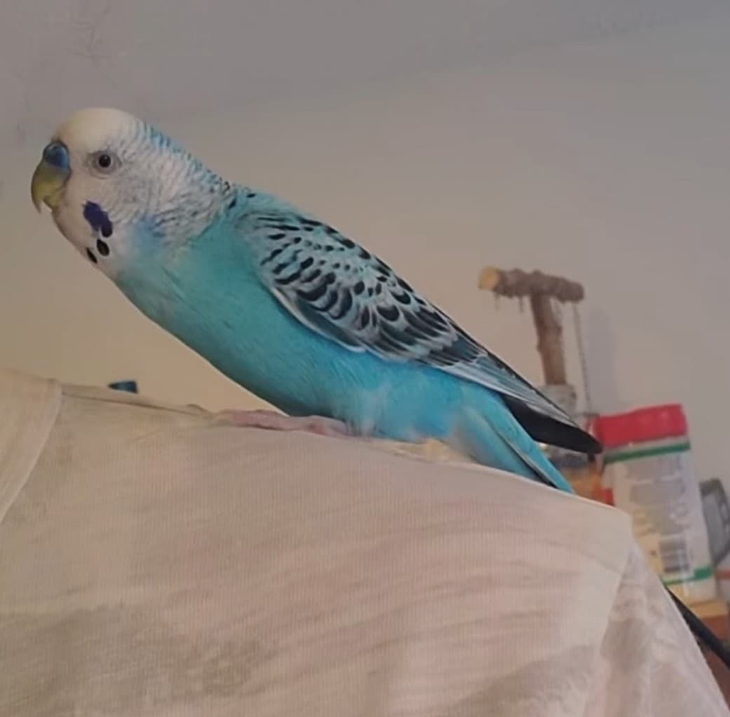 LOST Budgie in Brampton, Ontario — Lost Blue Parakeet Budgie near Jordan and North Park