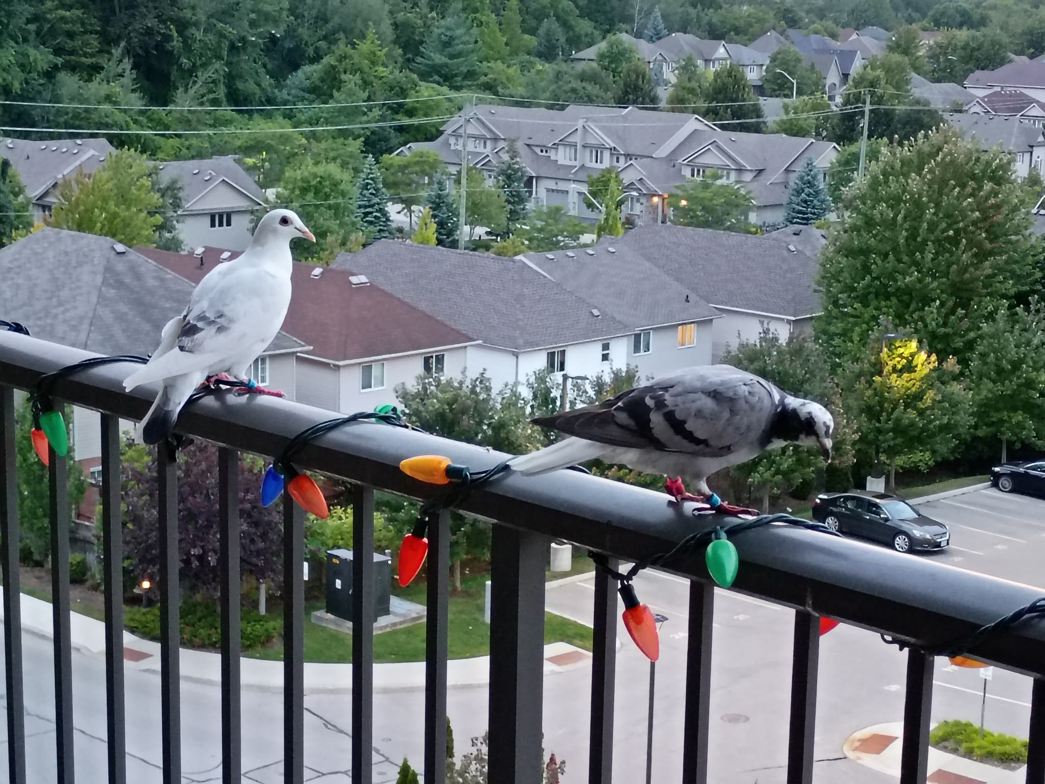 FOUND Unknown in Waterloo, Ontario — Pair of doves