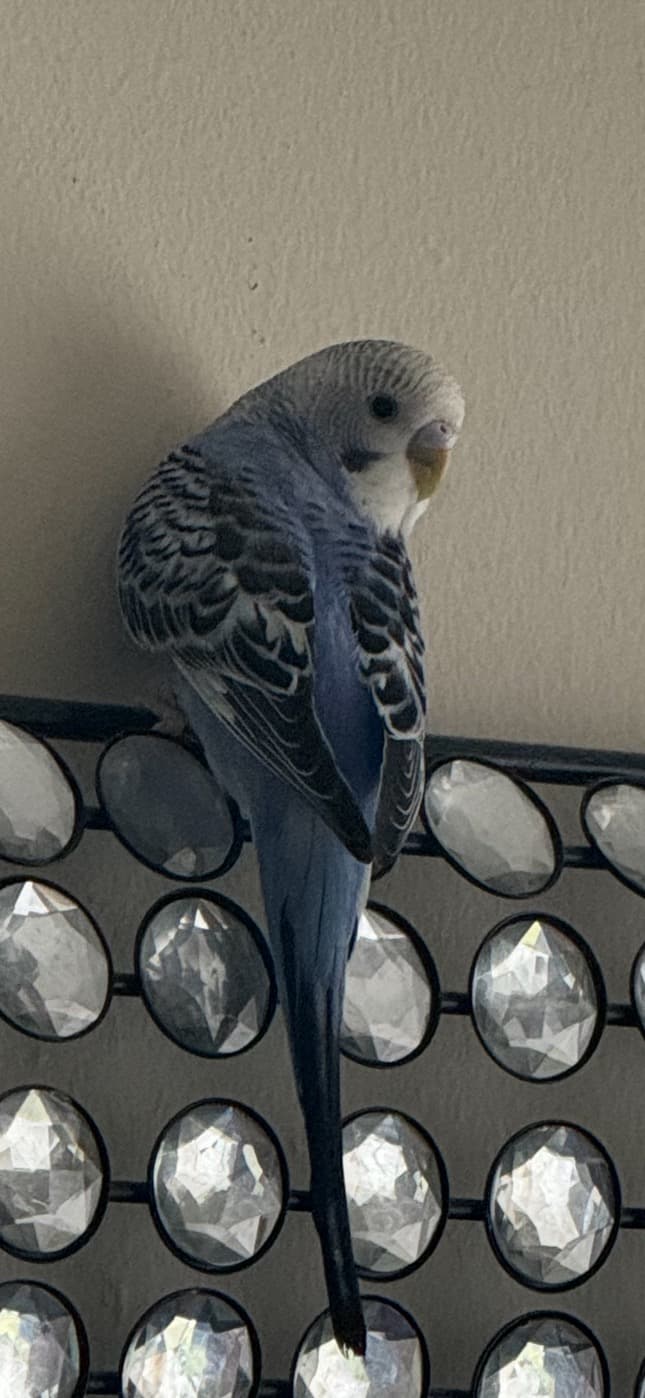 LOST Budgie in Lawrence and varna — Lost blue budgie