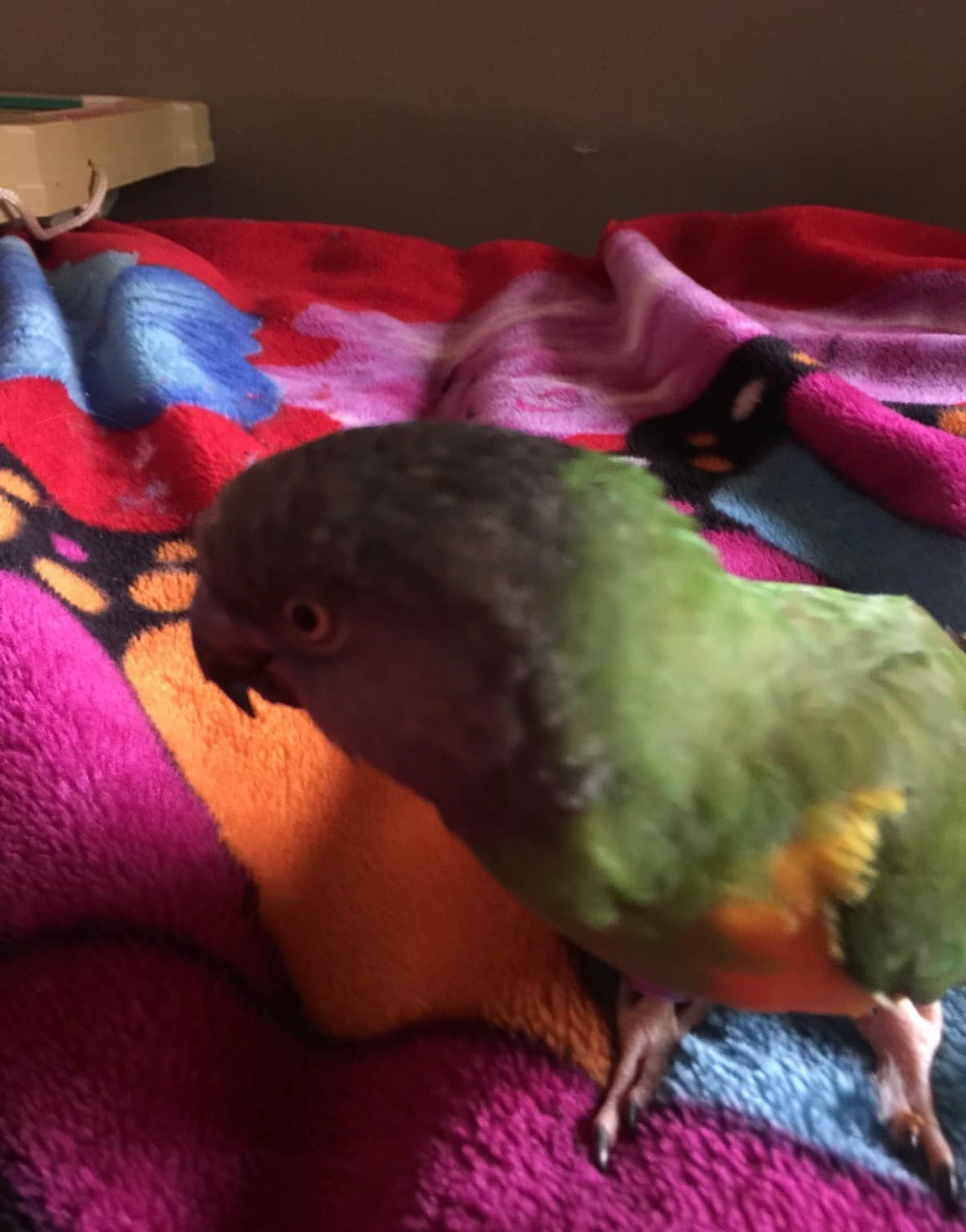 LOST Other in Toronto — Africa grey, lost near the Christie pits area