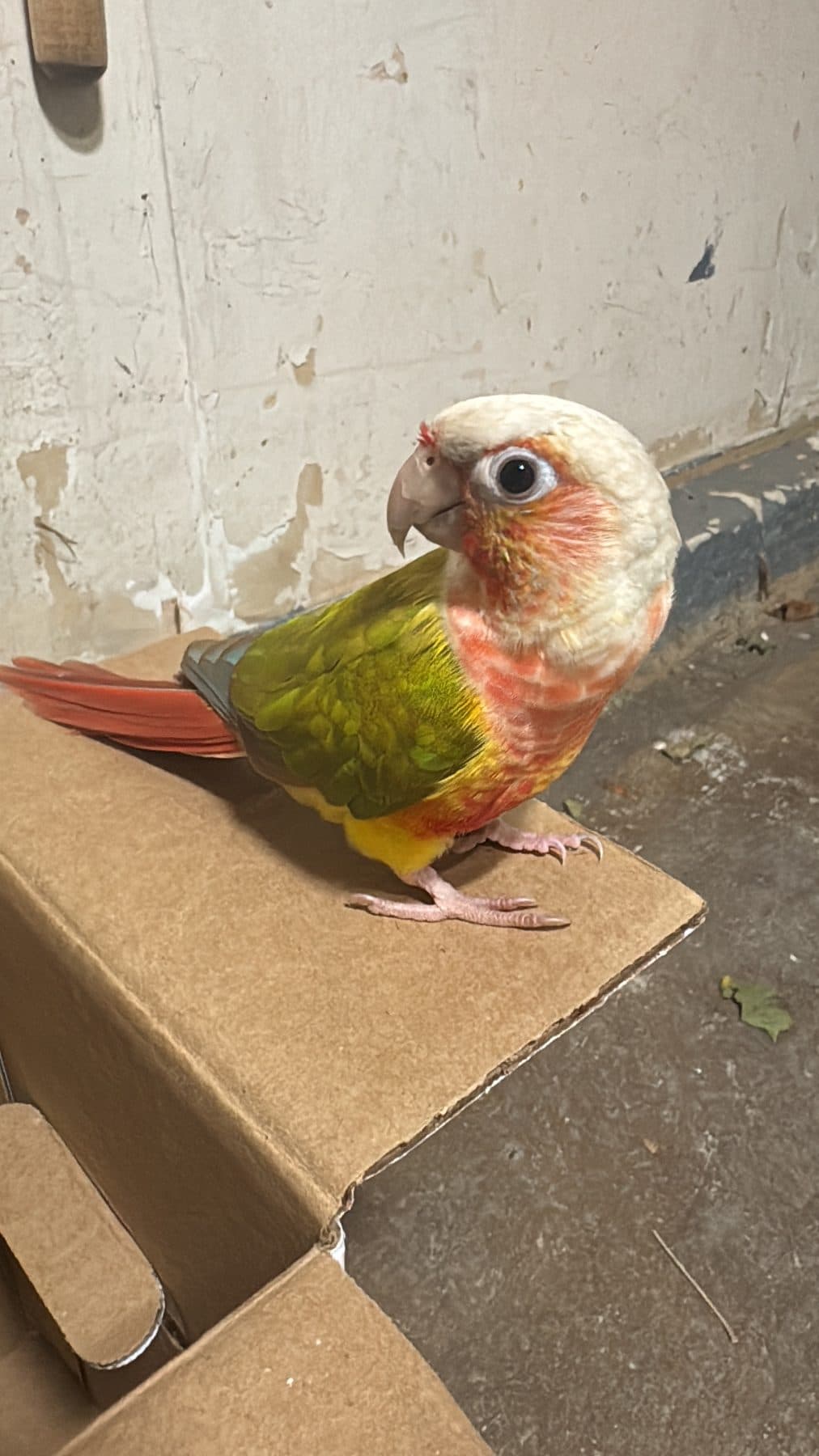 REUNITED Conure in Lincoln M. Alexander Pkwy & Upper Ottawa St, Hamilton, ON — Found Pineapple Green Cheek Conure - Hamilton (Linc & Upper Ottawa)